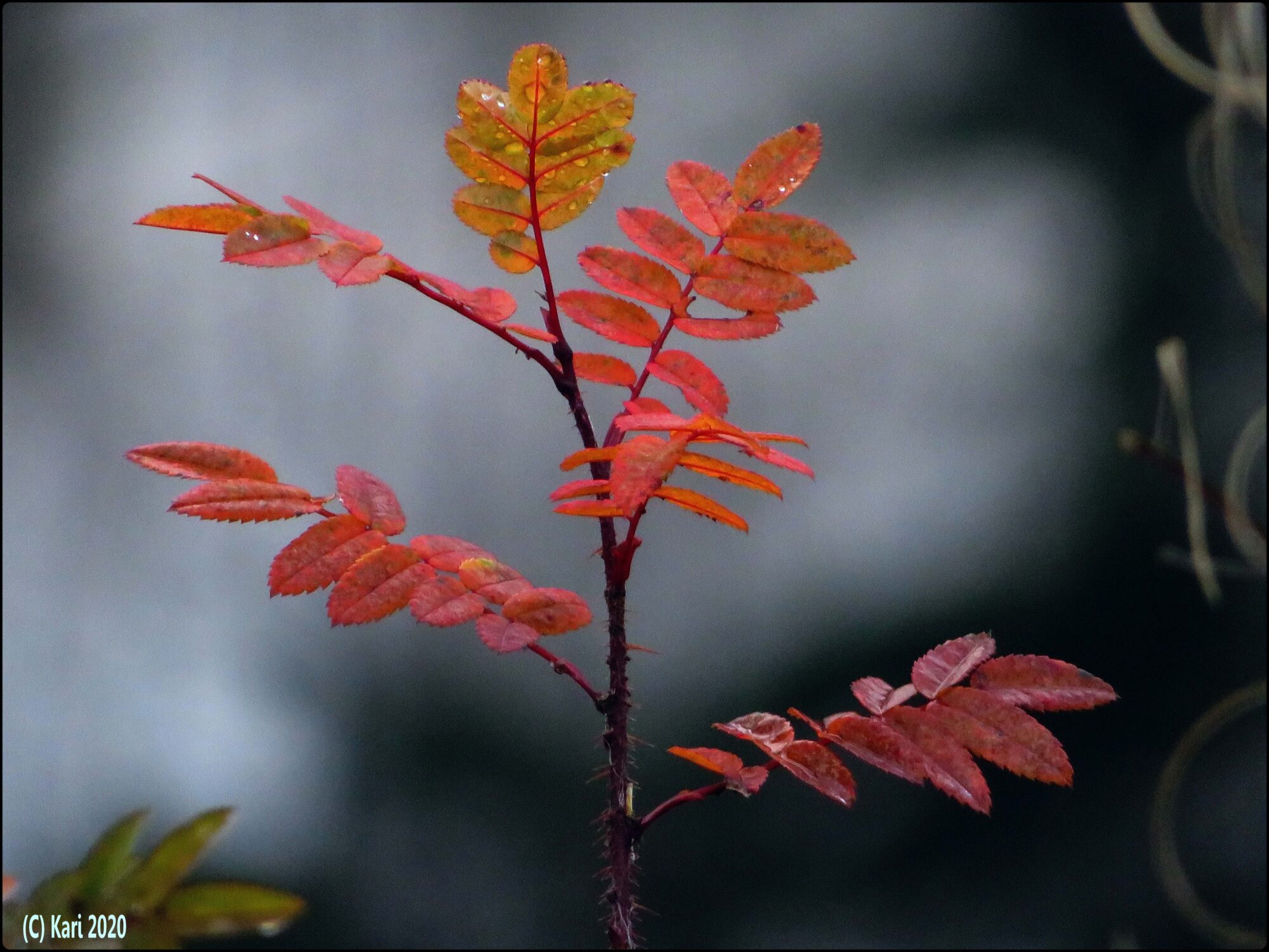 Valokuvaaja: Kari Saarinen