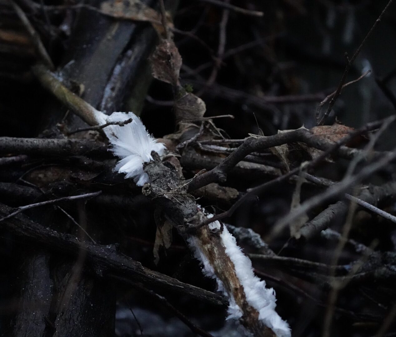 Valokuvaaja: Eiju Nurmi