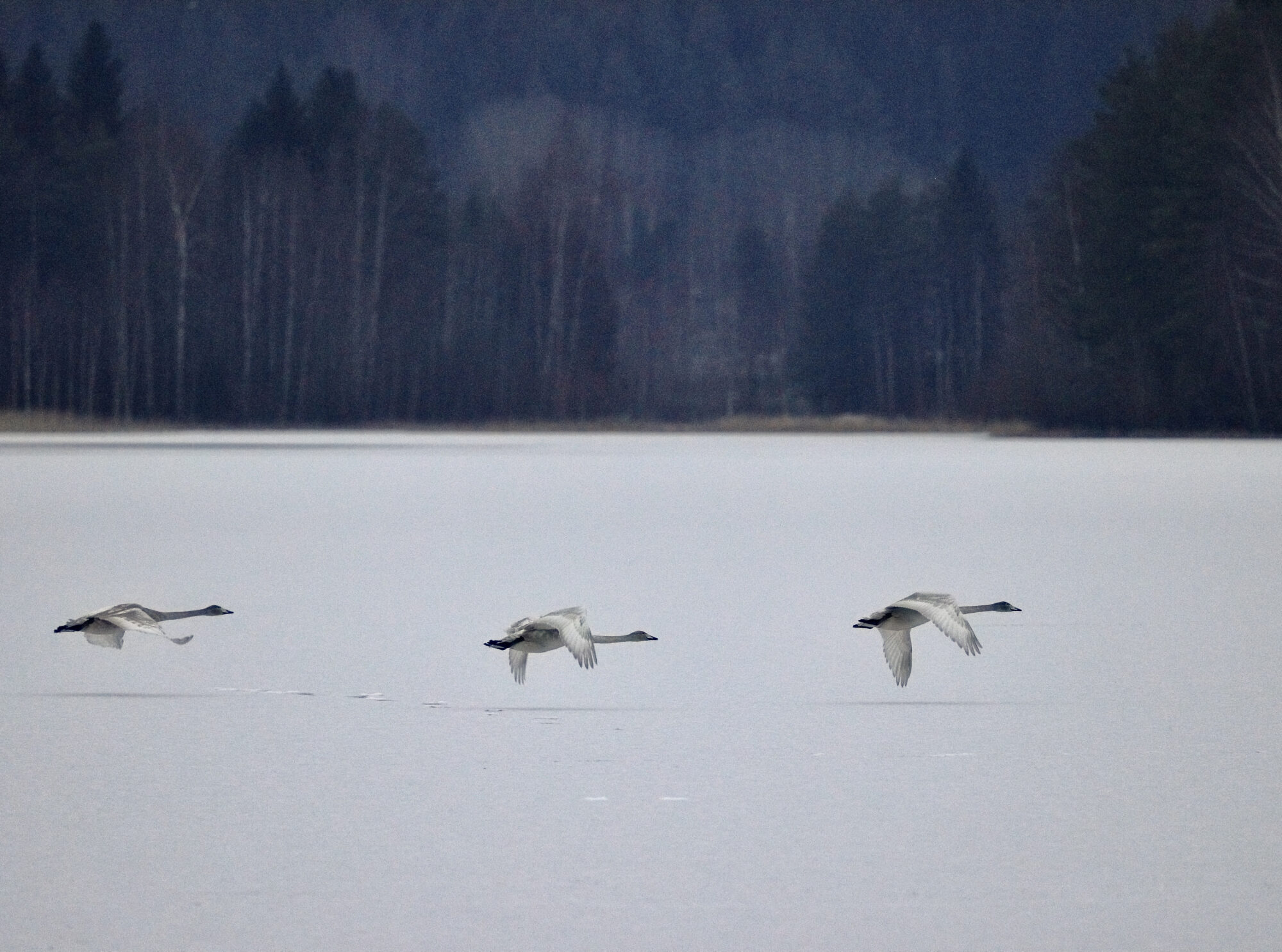 Valokuvaaja: Ari Branthin