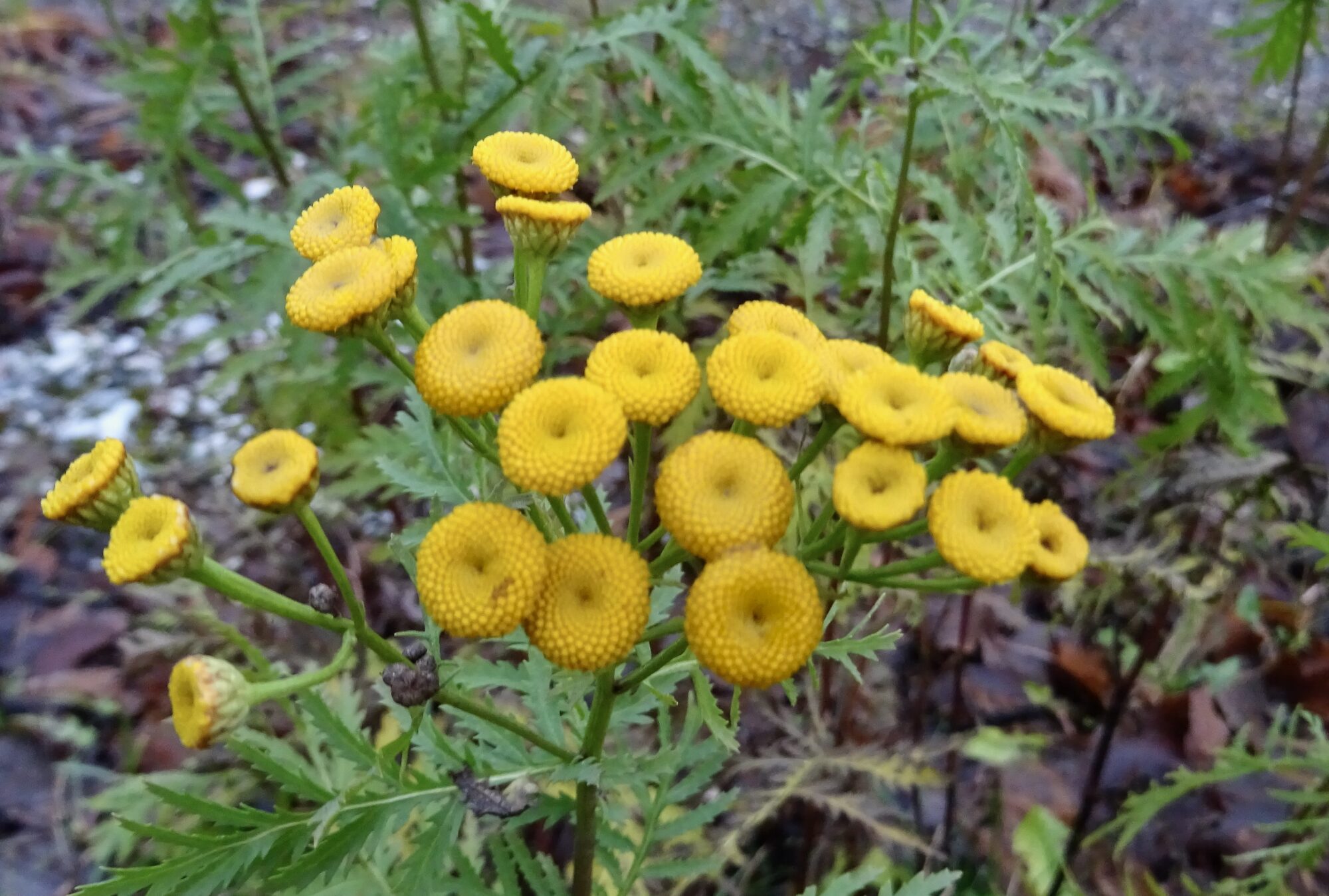 Valokuvaaja: Liisa Niiva-Korpela