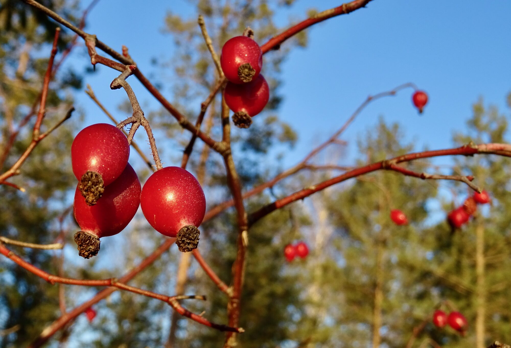 Valokuvaaja: Liisa Niiva-Korpela
