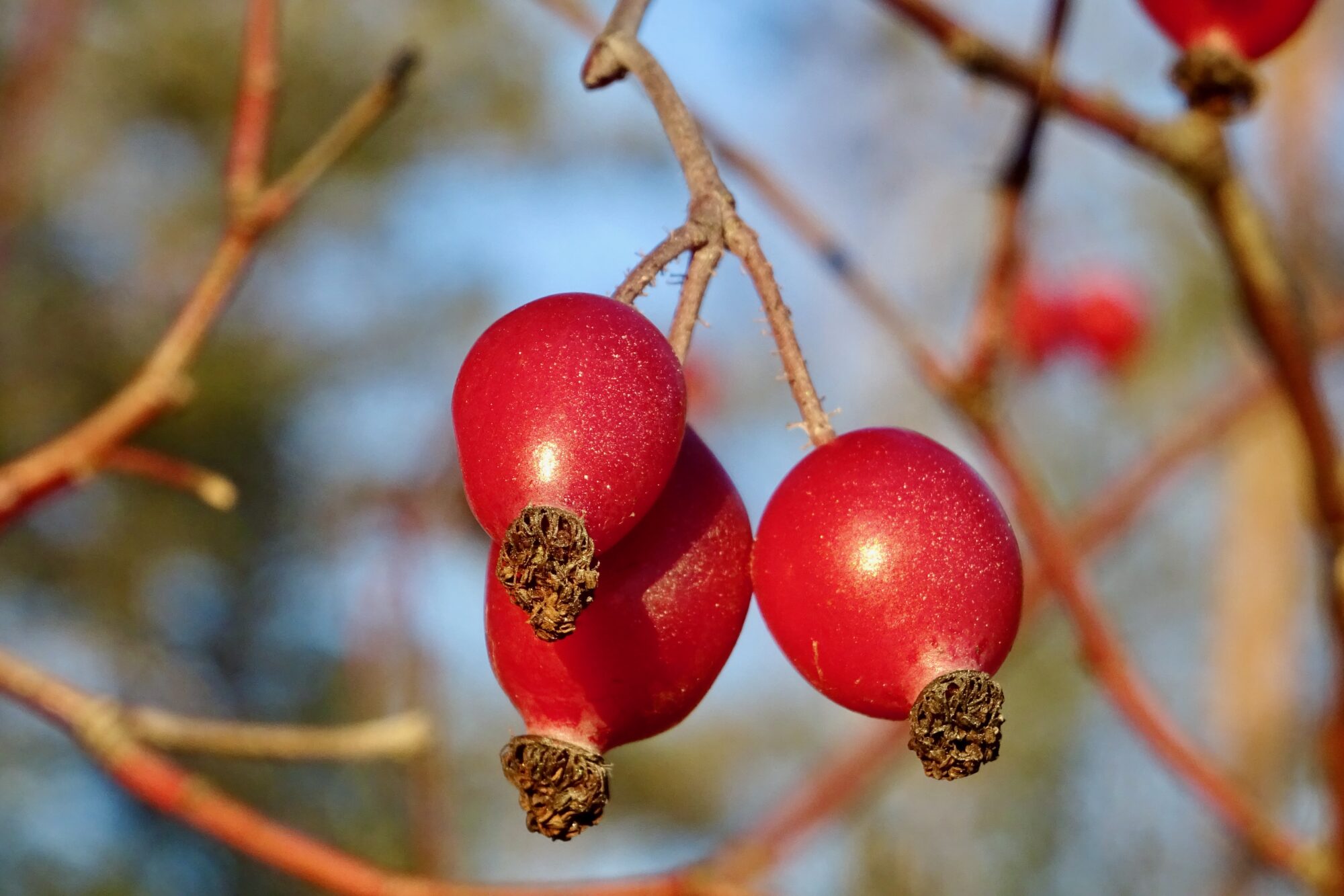 Valokuvaaja: Liisa Niiva-Korpela Valokuvaaja: Liisa Niiva-Korpela