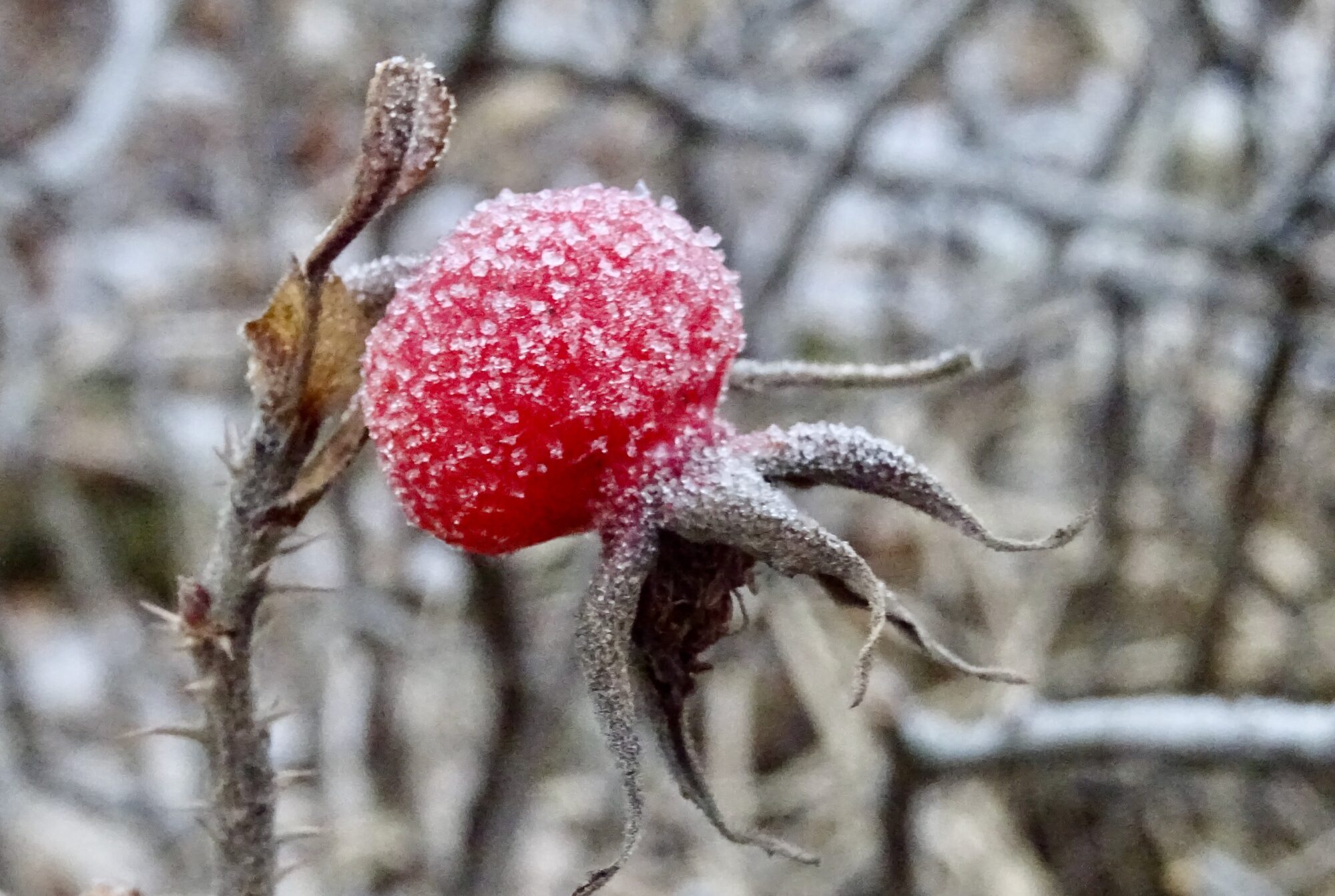 Valokuvaaja: Liisa Niiva-Korpela