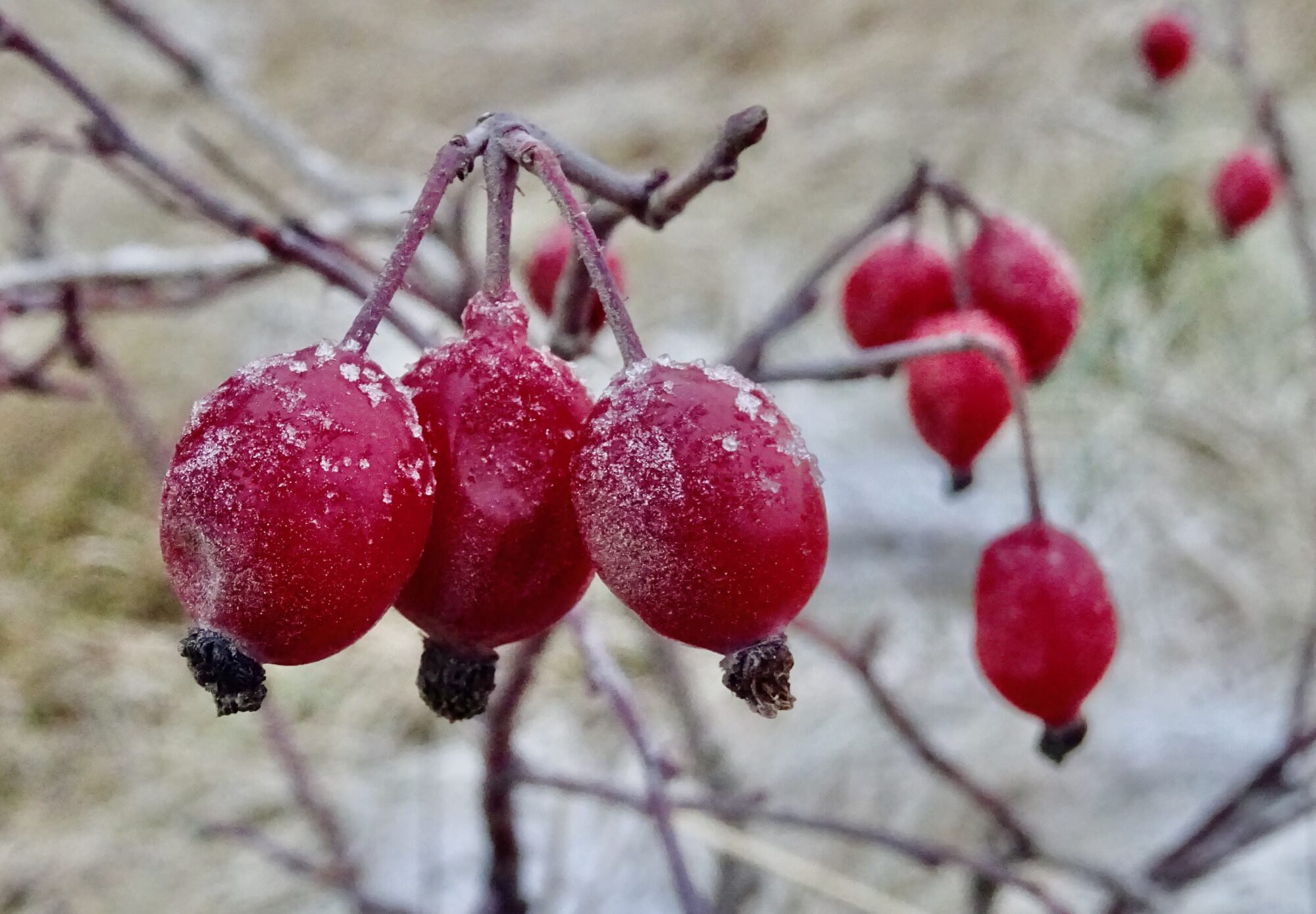 Valokuvaaja: Liisa Niiva-Korpela