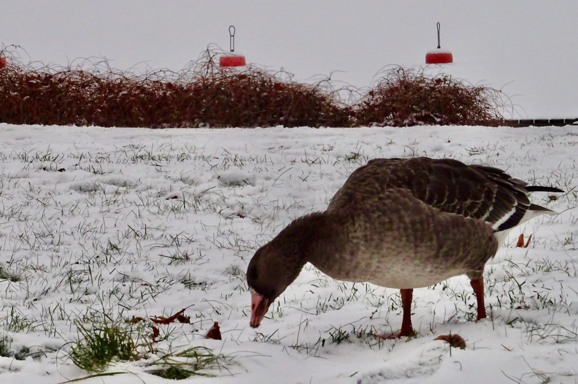Valokuvaaja: Liisa Niiva-Korpela