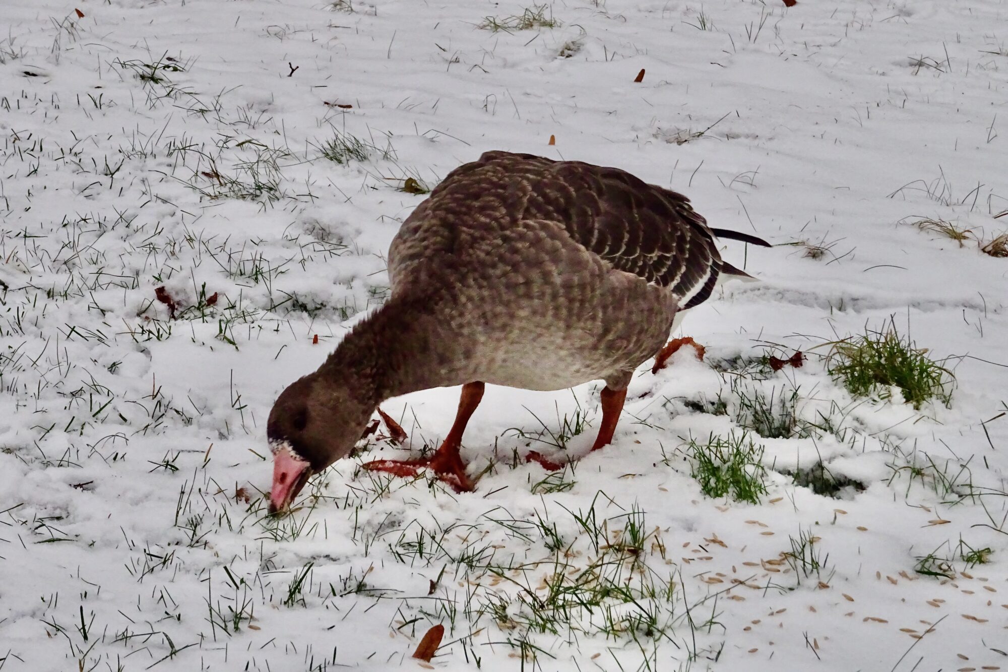 Valokuvaaja: Liisa Niiva-Korpela