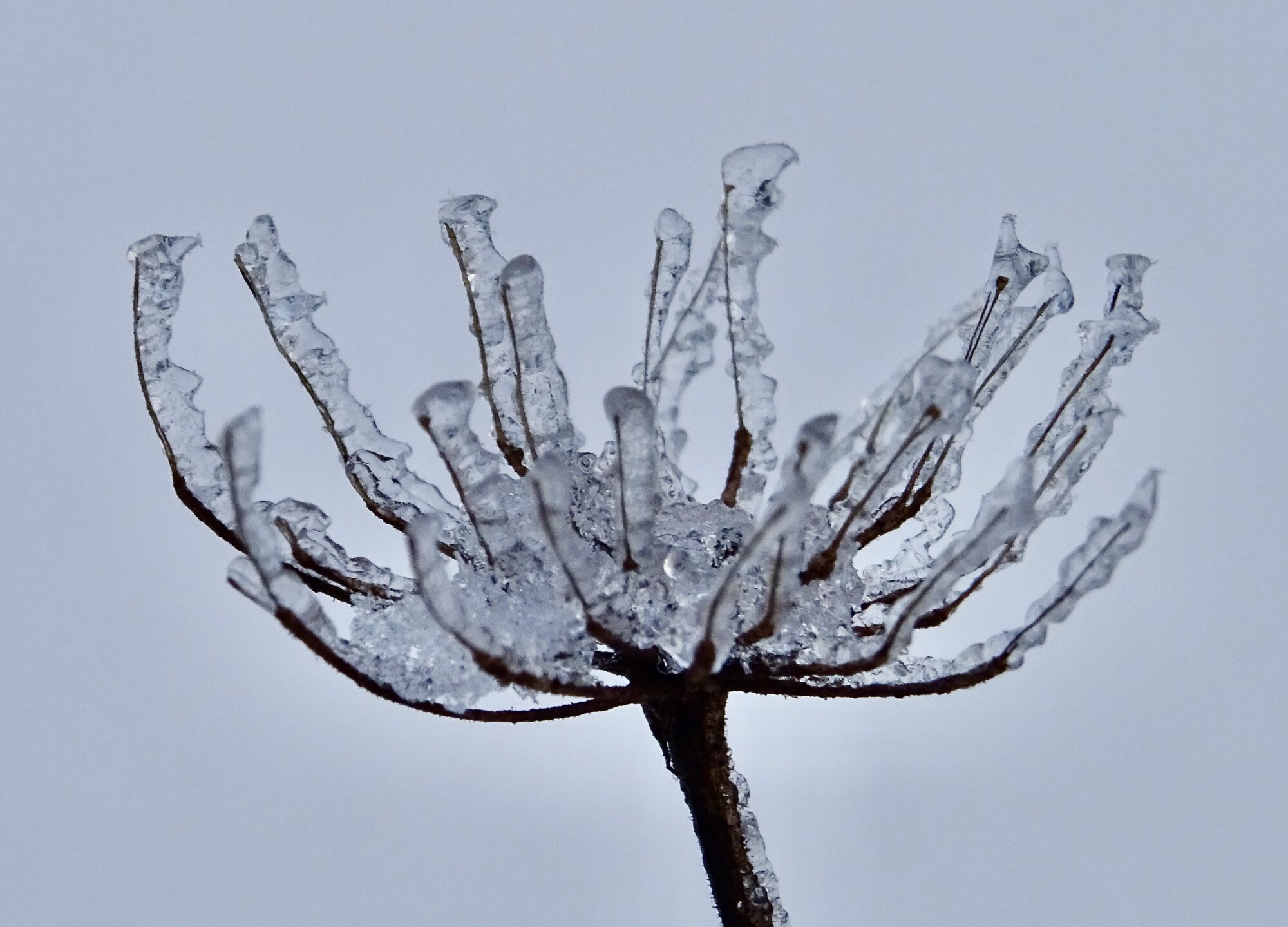Valokuvaaja: Liisa Niiva-Korpela