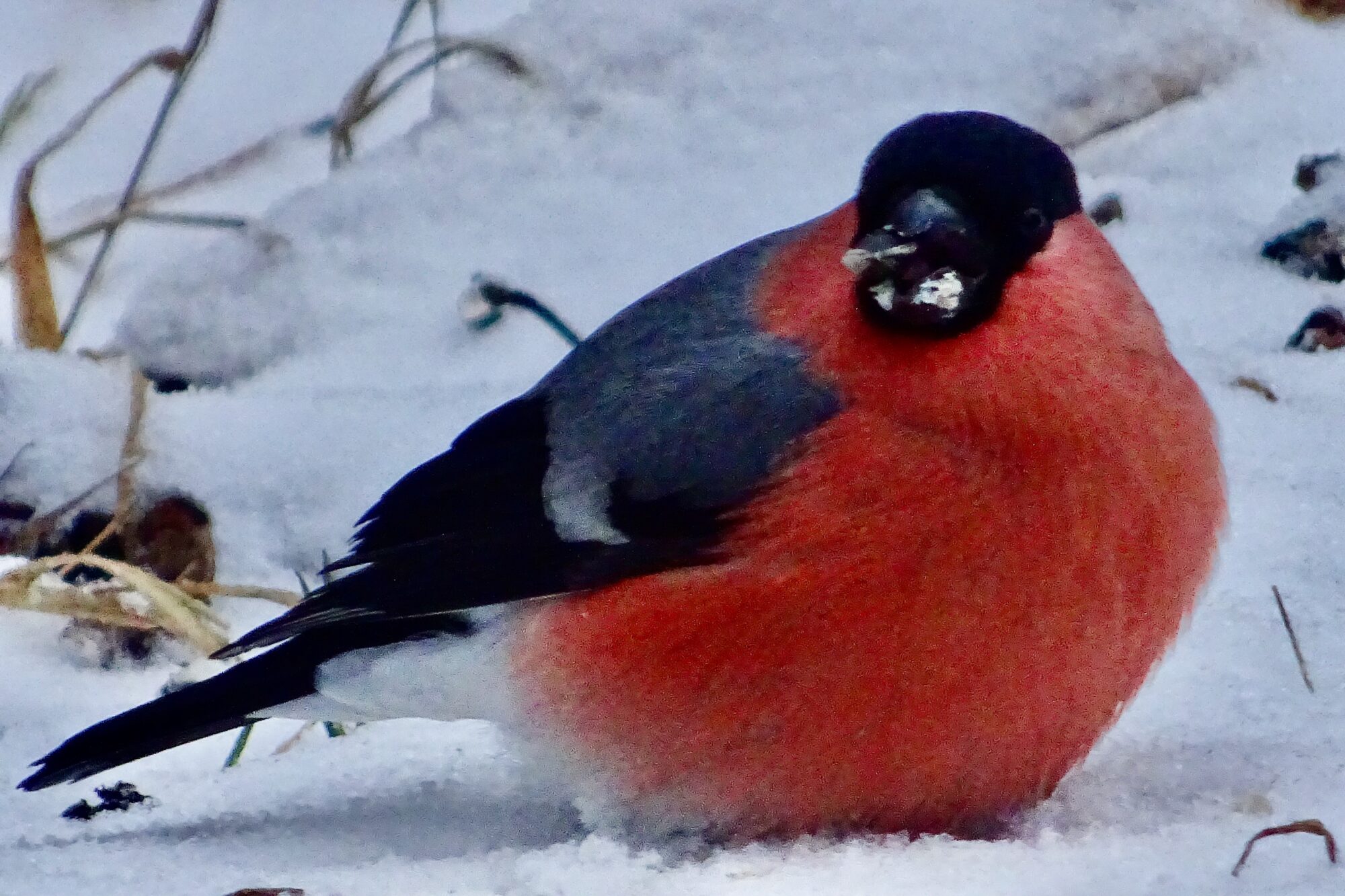 Valokuvaaja: Liisa Niiva-Korpela