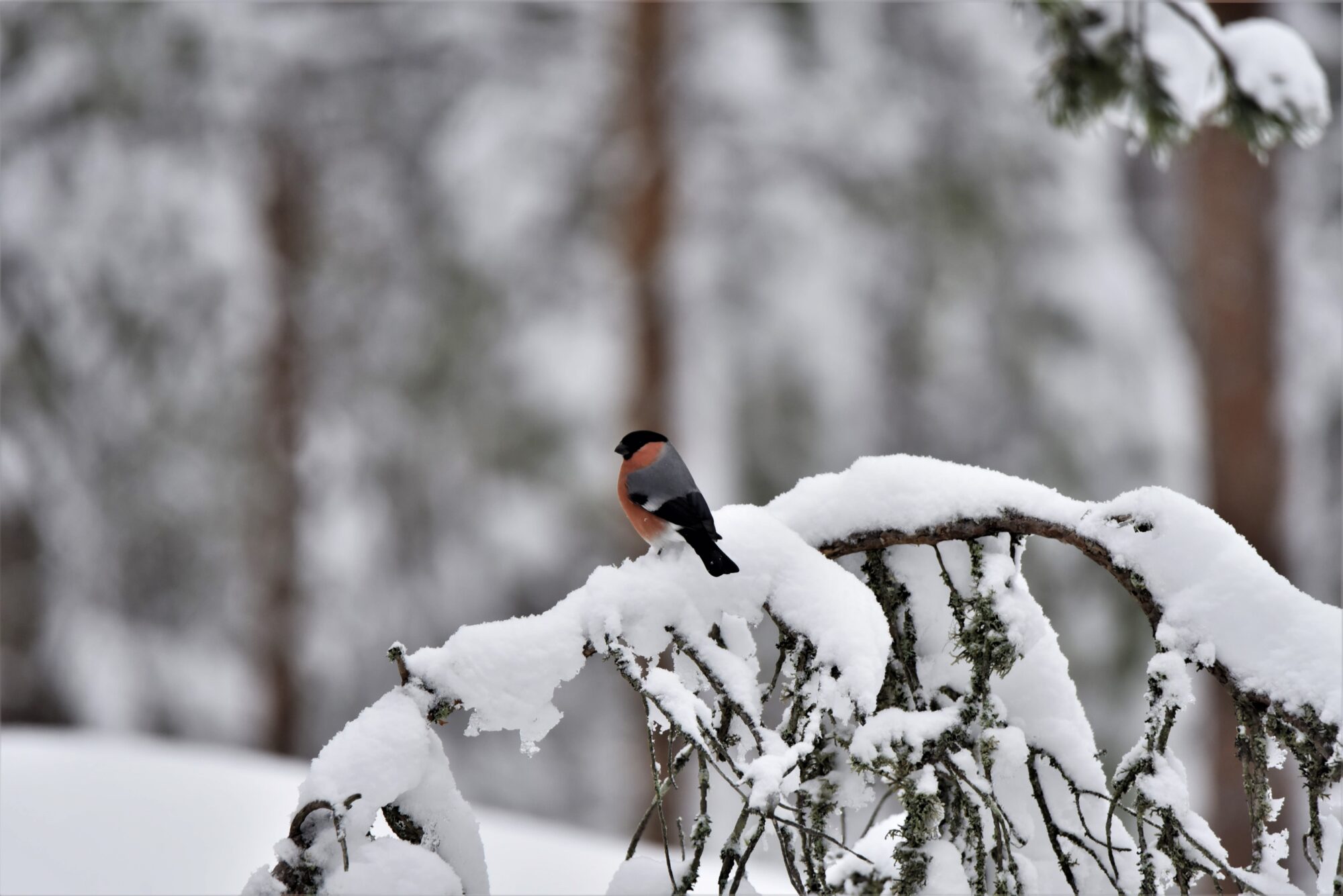 Valokuvaaja: Maarit Siitonen