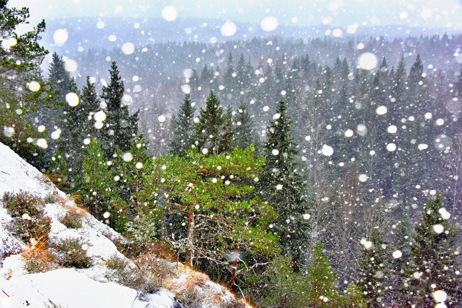 Valokuvaaja: Reijo Juurinen Valokuvaaja: Reijo Juurinen