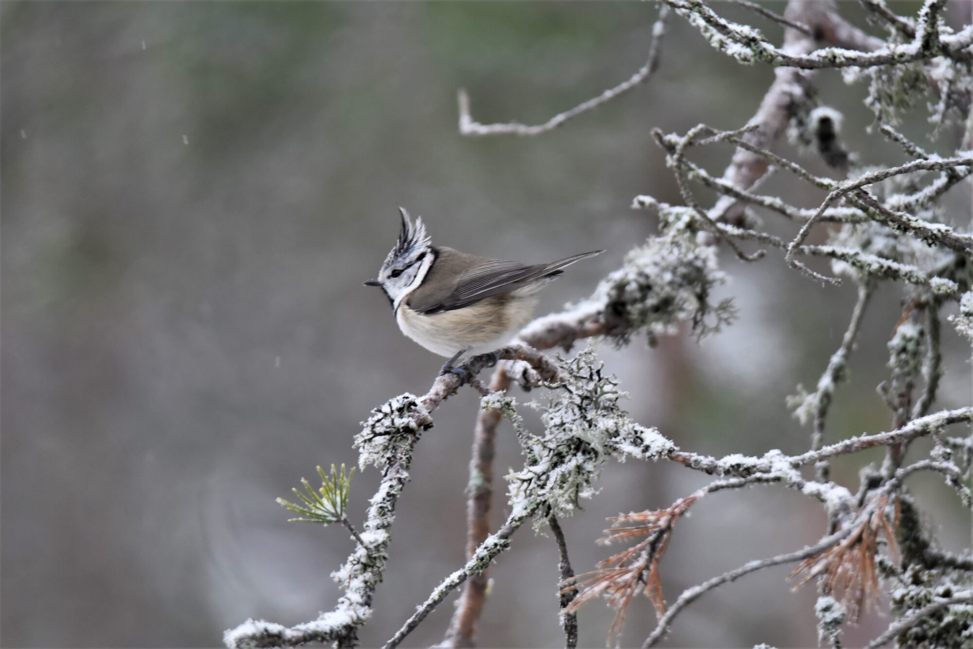 Valokuvaaja: Maarit Siitonen