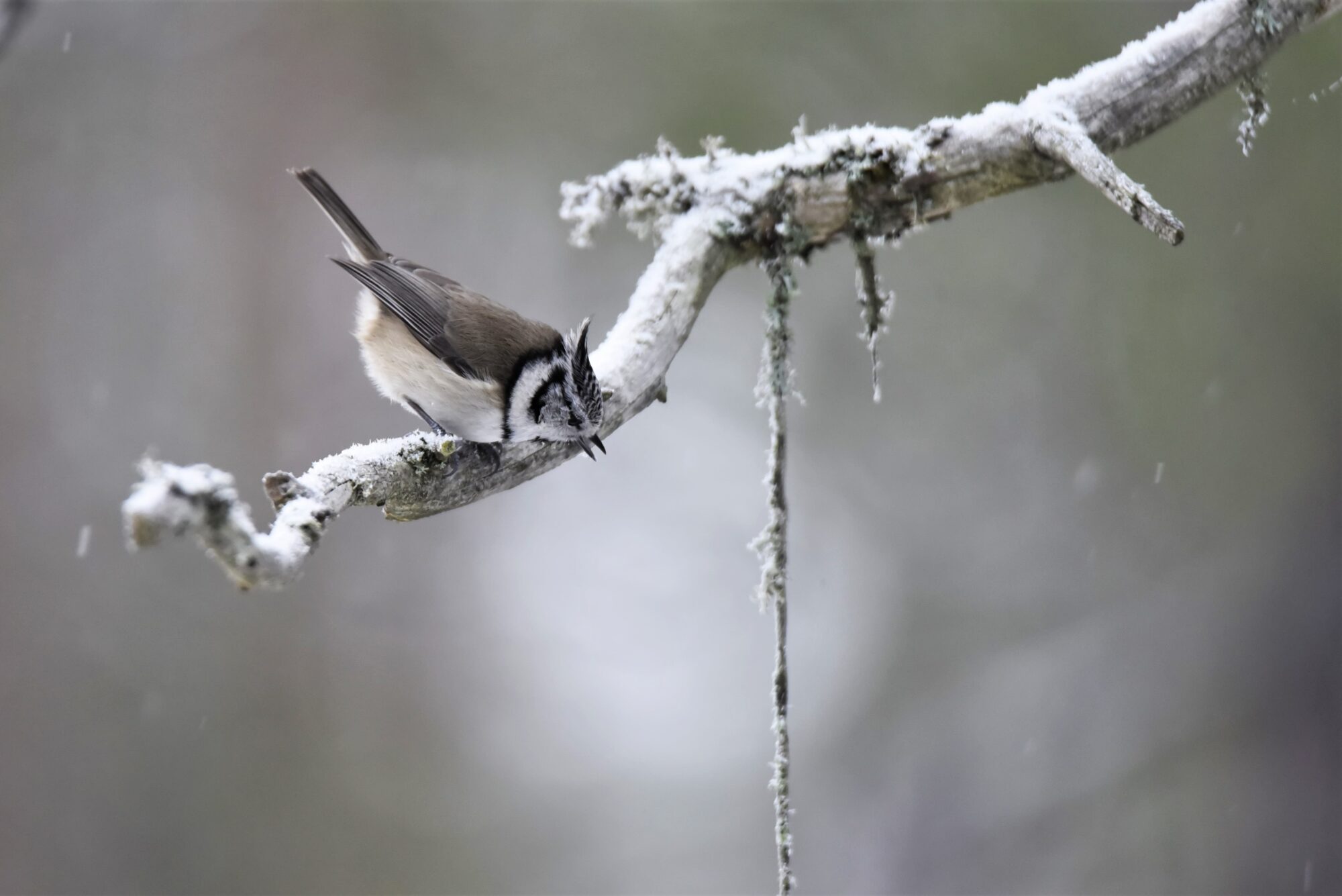Valokuvaaja: Maarit Siitonen