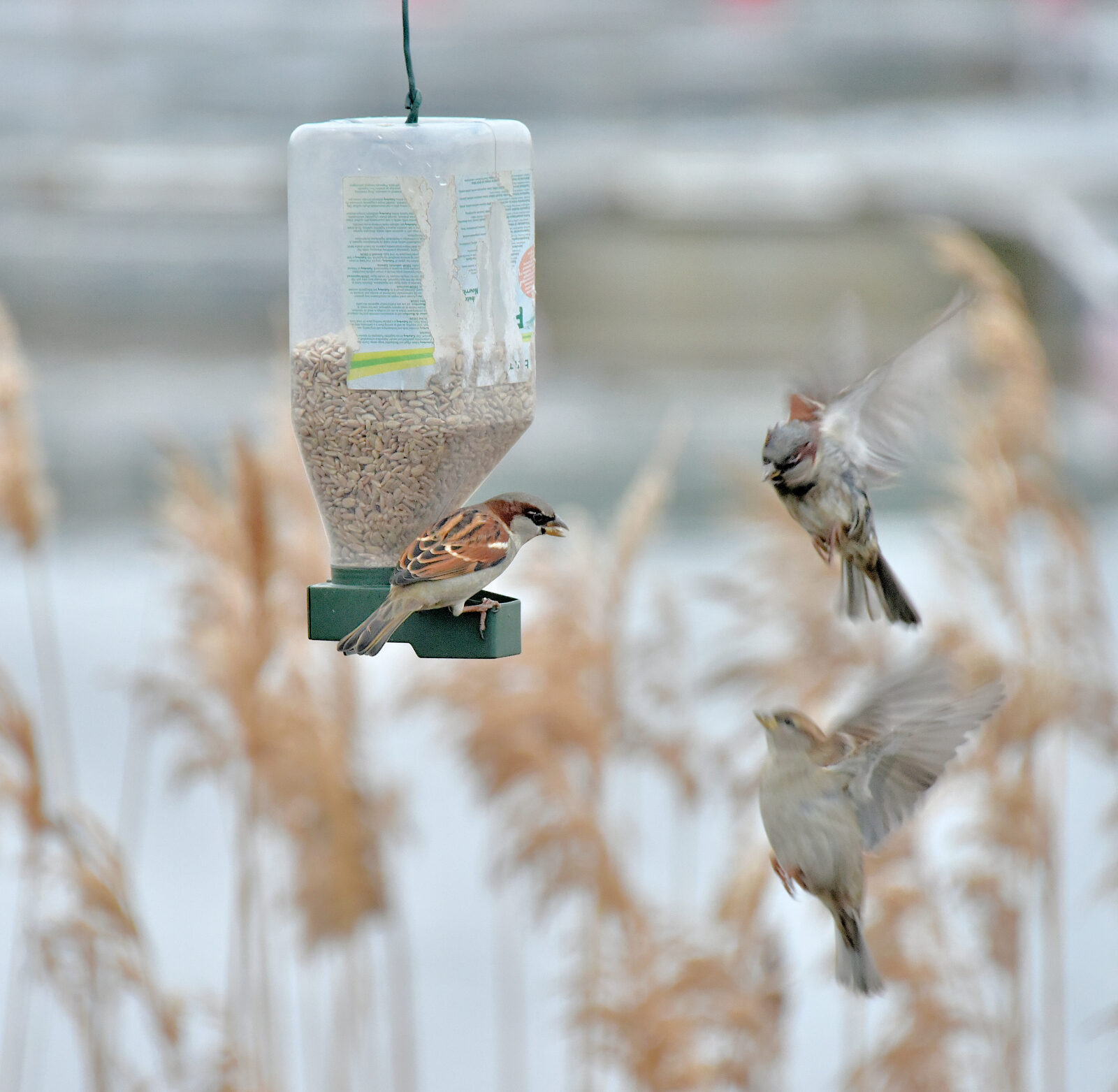 Valokuvaaja: Reijo Juurinen