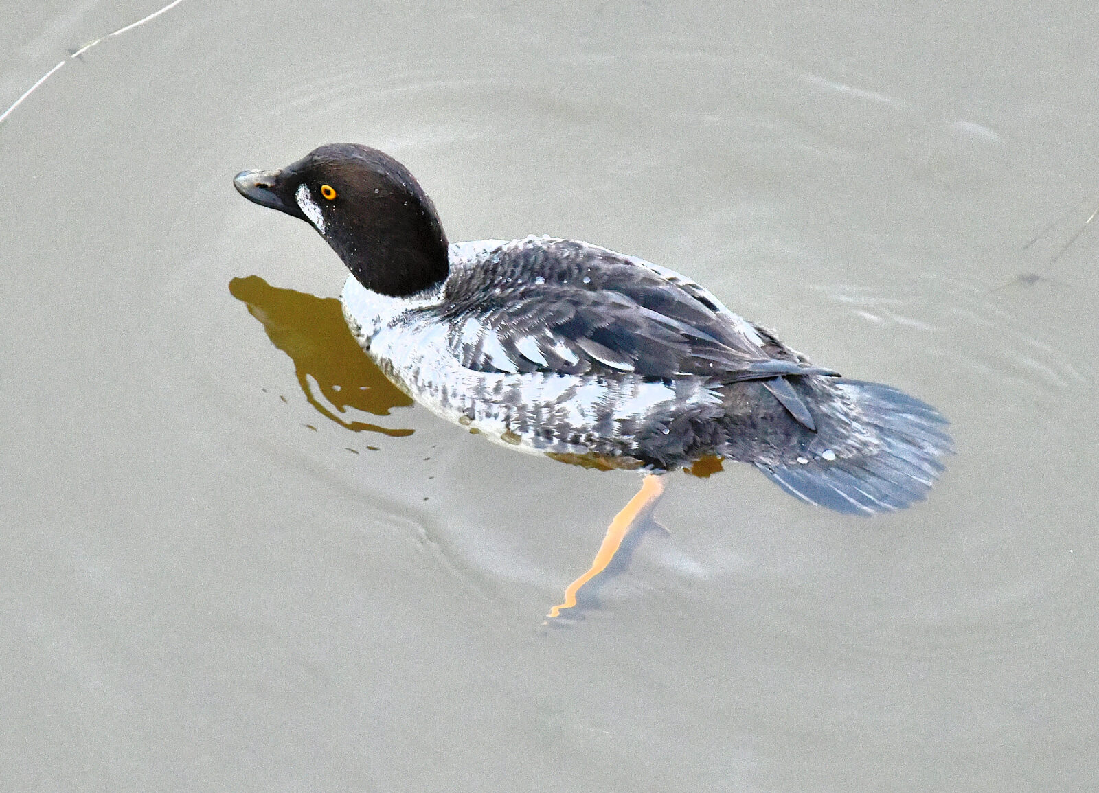Valokuvaaja: Reijo Juurinen