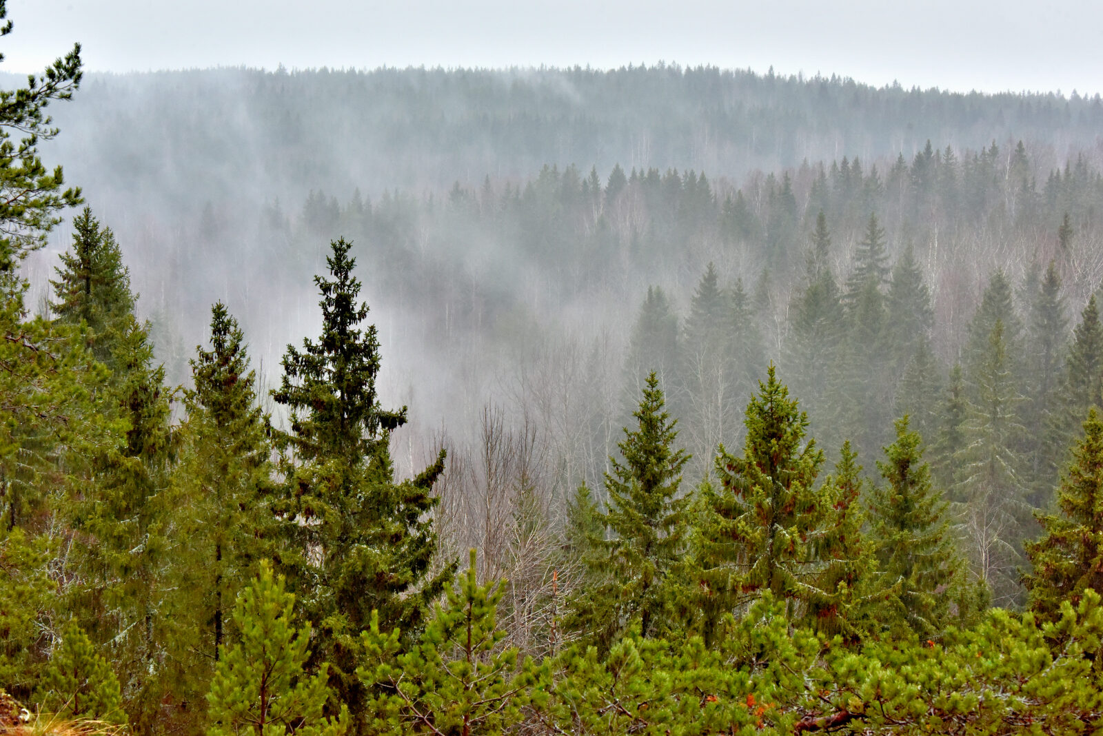 Valokuvaaja: Reijo Juurinen Valokuvaaja: Reijo Juurinen