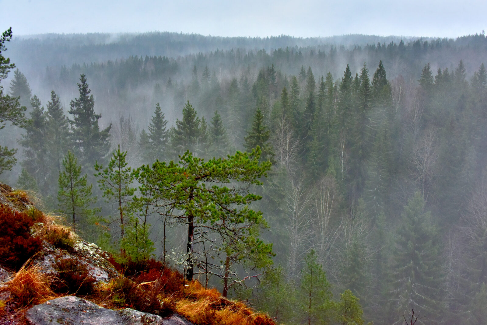 Valokuvaaja: Reijo Juurinen Valokuvaaja: Reijo Juurinen