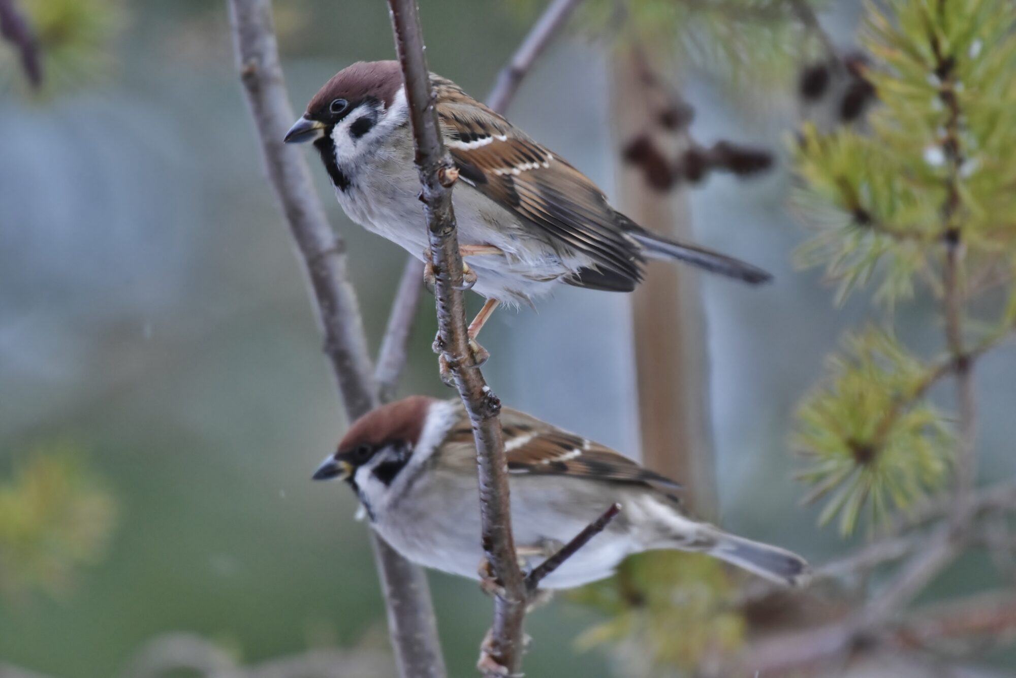 Valokuvaaja: Markku Pelkonen