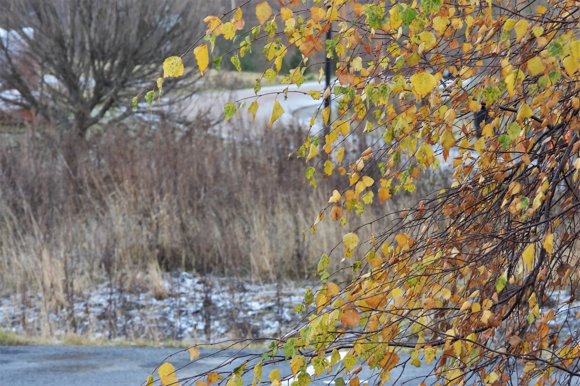 Valokuvaaja: Maarit Siitonen