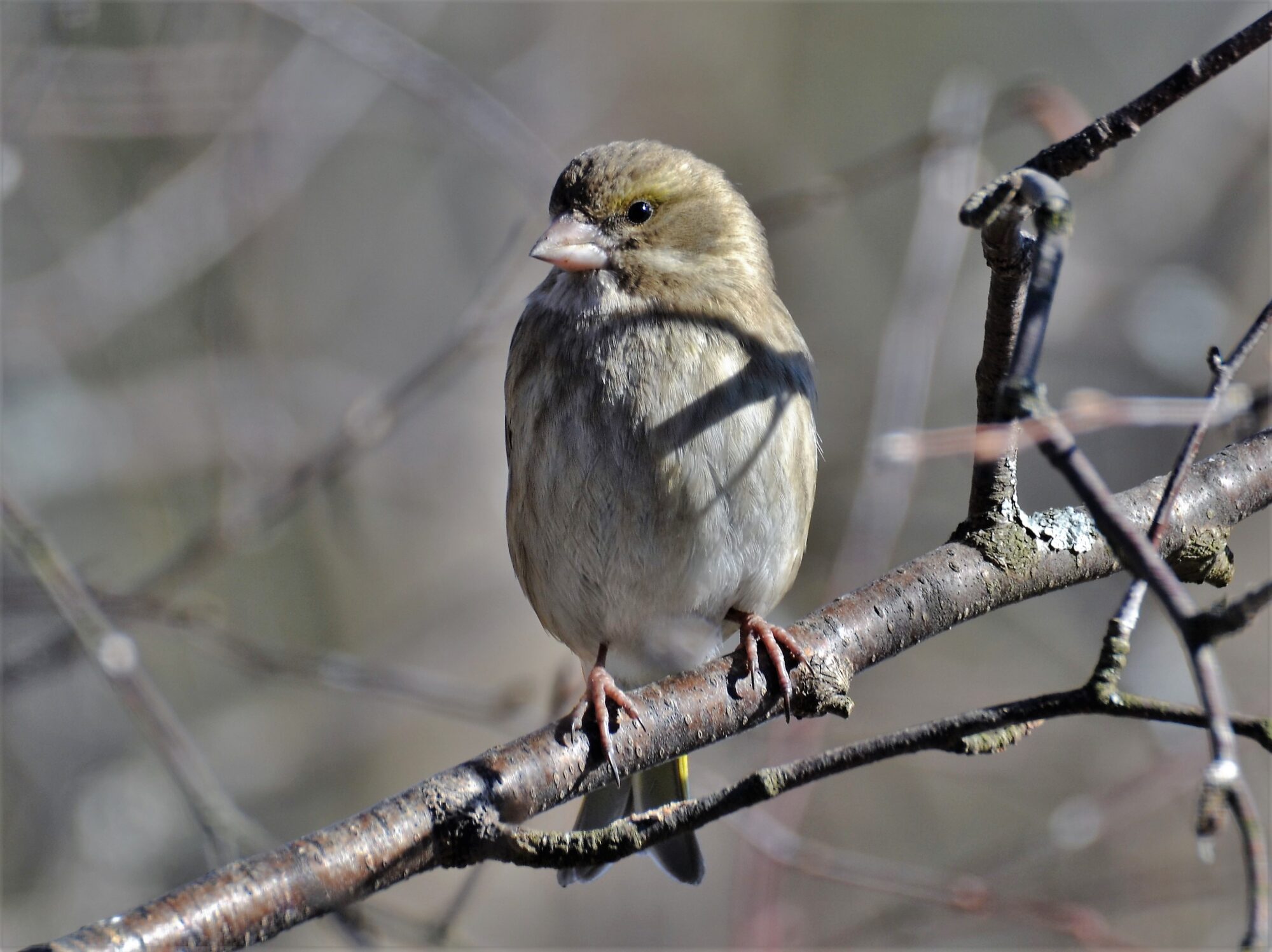 Valokuvaaja: satu välimaa Valokuvaaja: satu välimaa