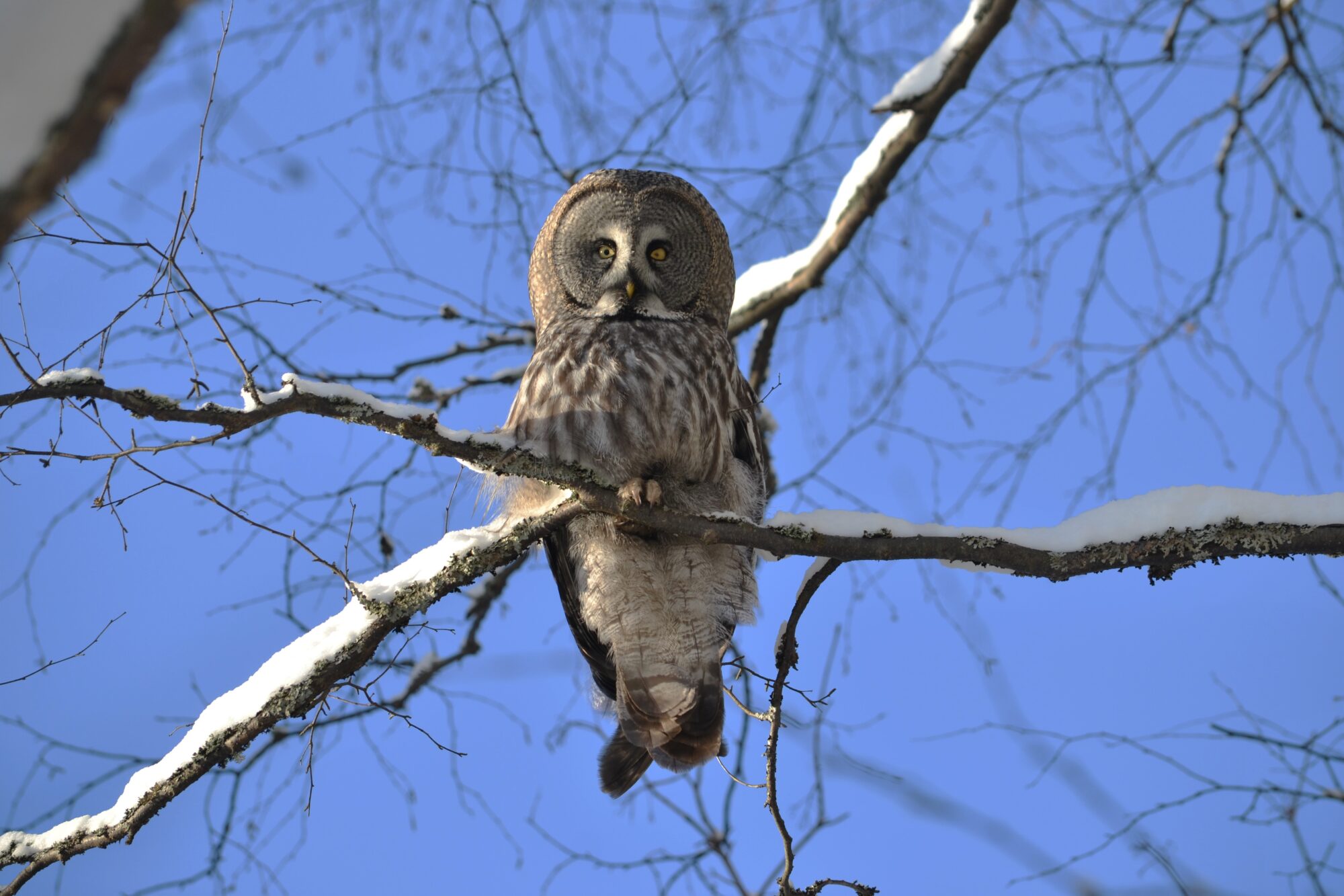 Valokuvaaja: satu välimaa Valokuvaaja: satu välimaa