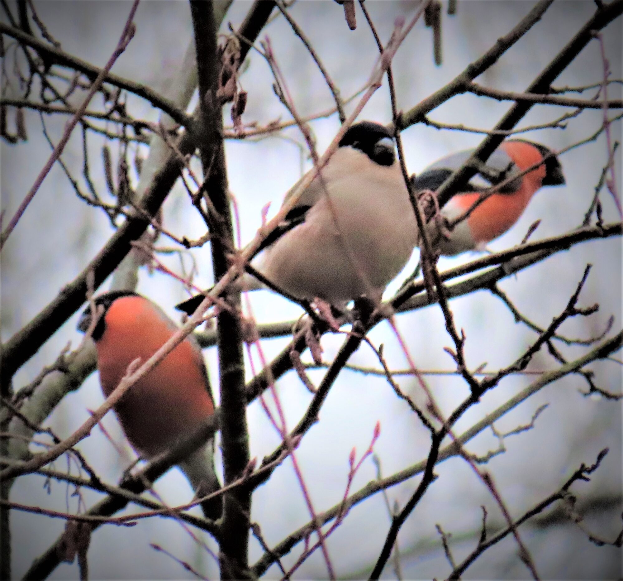Valokuvaaja: Birgit Silvennoinen