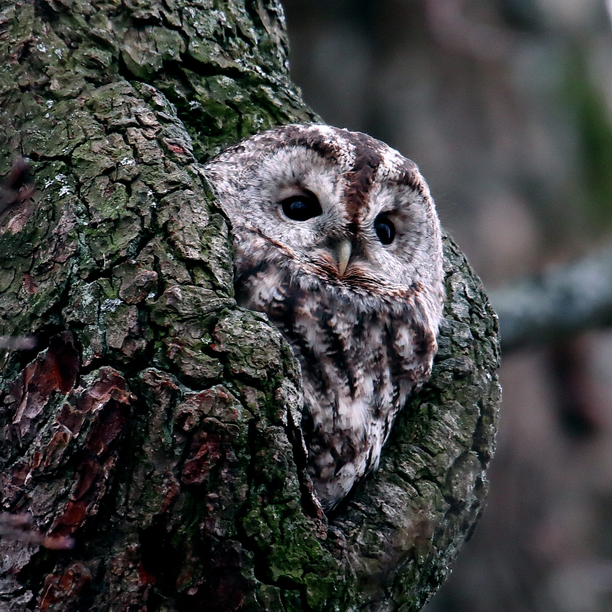 Valokuvaaja: Janne Salomeri