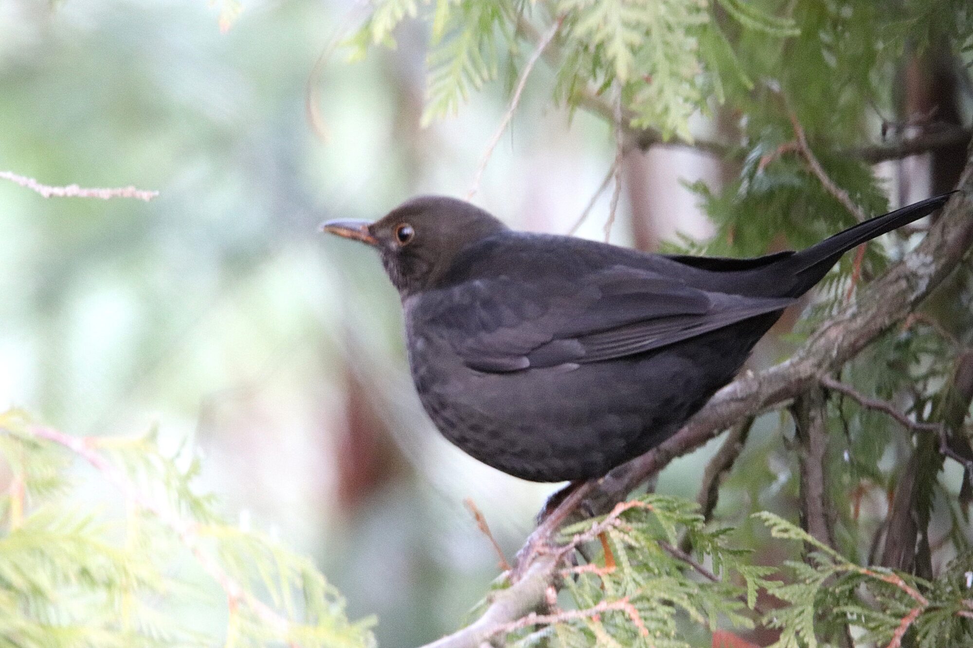 Valokuvaaja: Irja Lehtinen