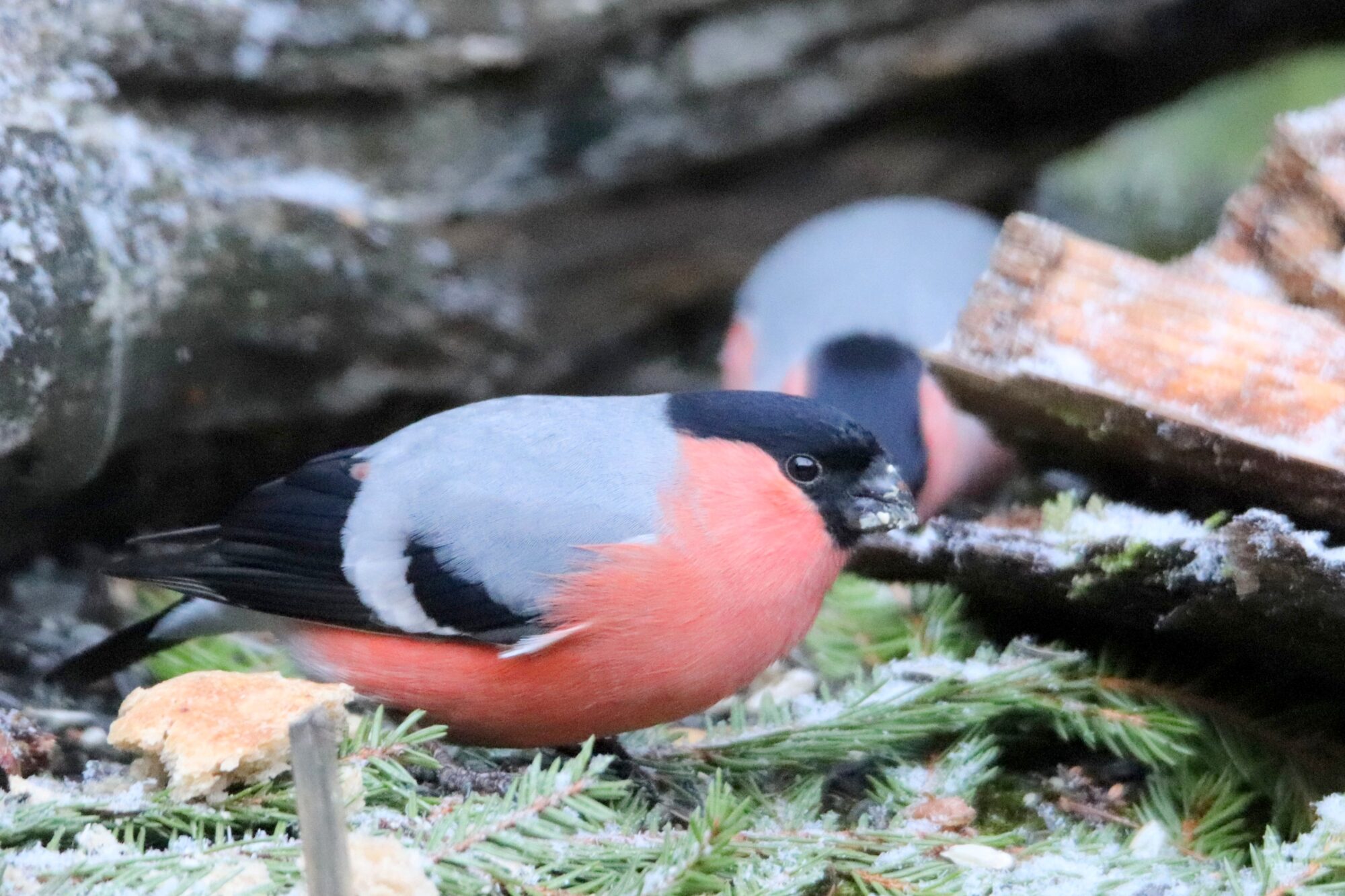Valokuvaaja: Irja Lehtinen