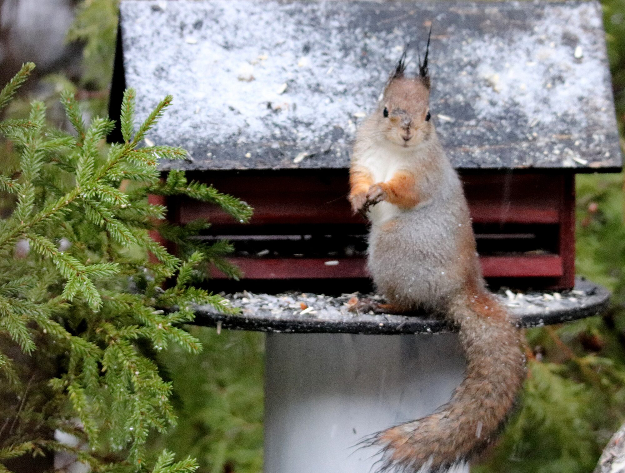 Valokuvaaja: Irja Lehtinen