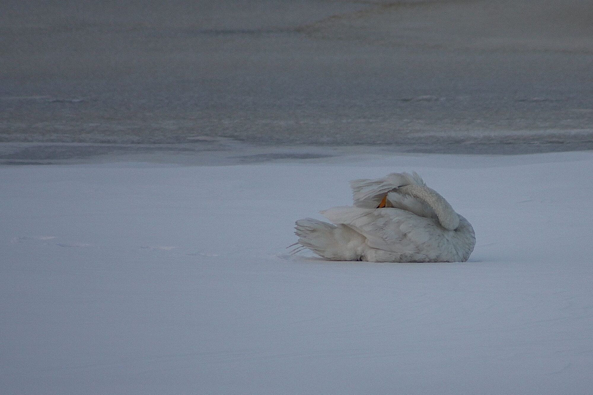 Valokuvaaja: Pirkko Siukonen