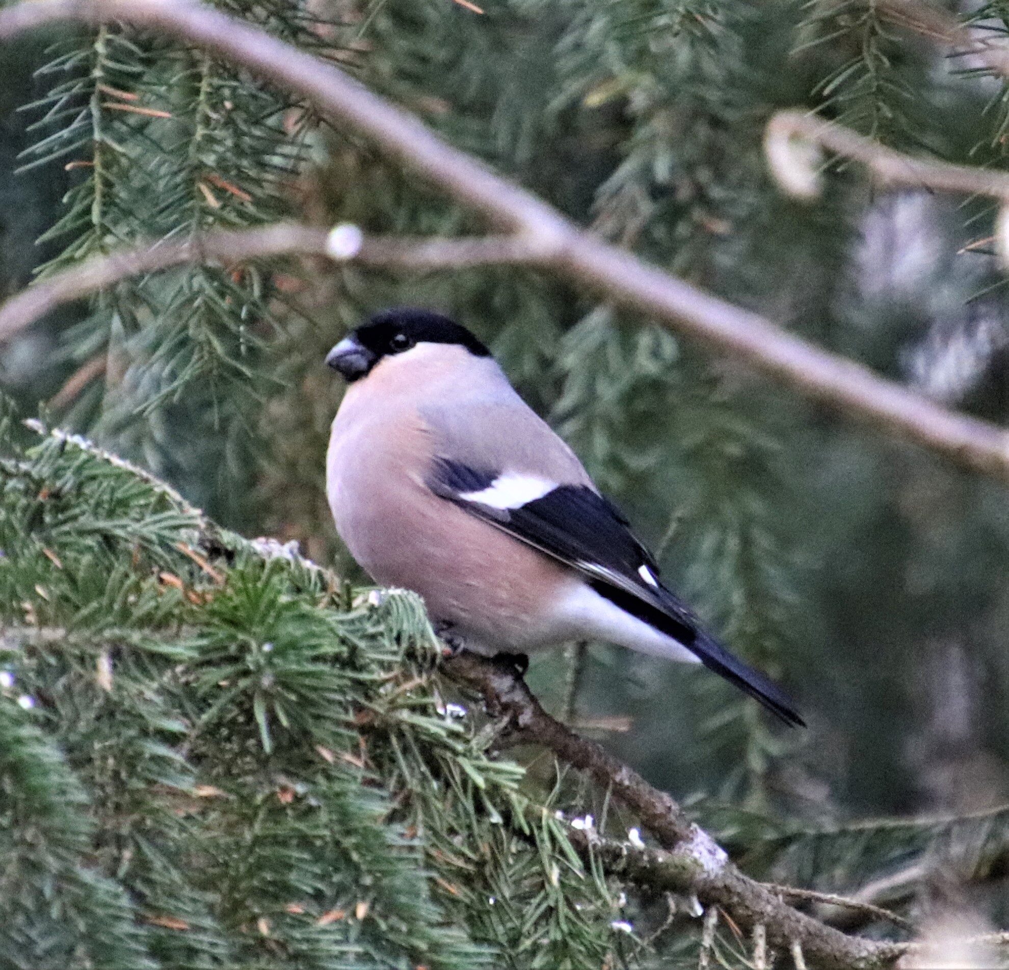 Valokuvaaja: Birgit Silvennoinen Valokuvaaja: Birgit Silvennoinen