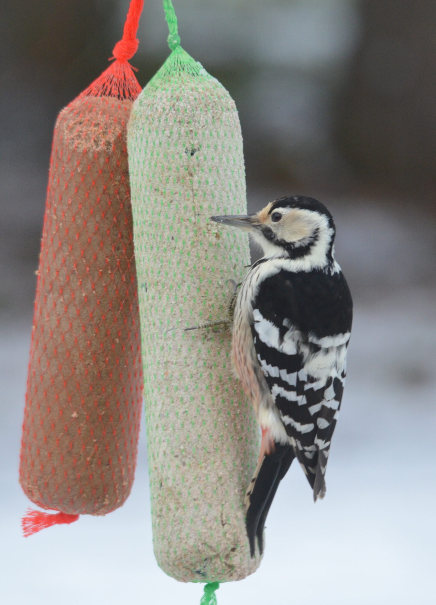 Valokuvaaja: Kaarlo Asikainen