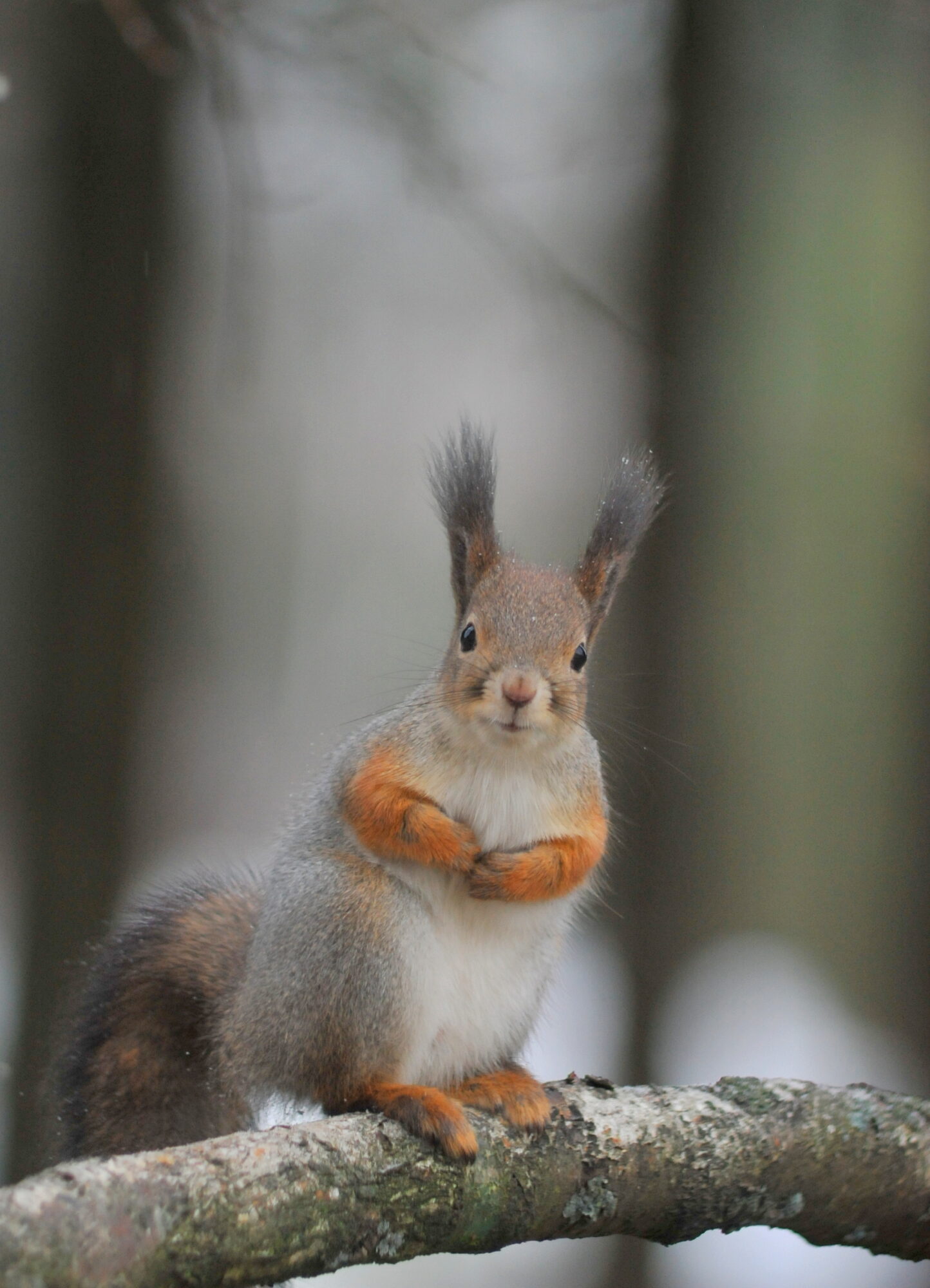Valokuvaaja: Kaarlo Asikainen