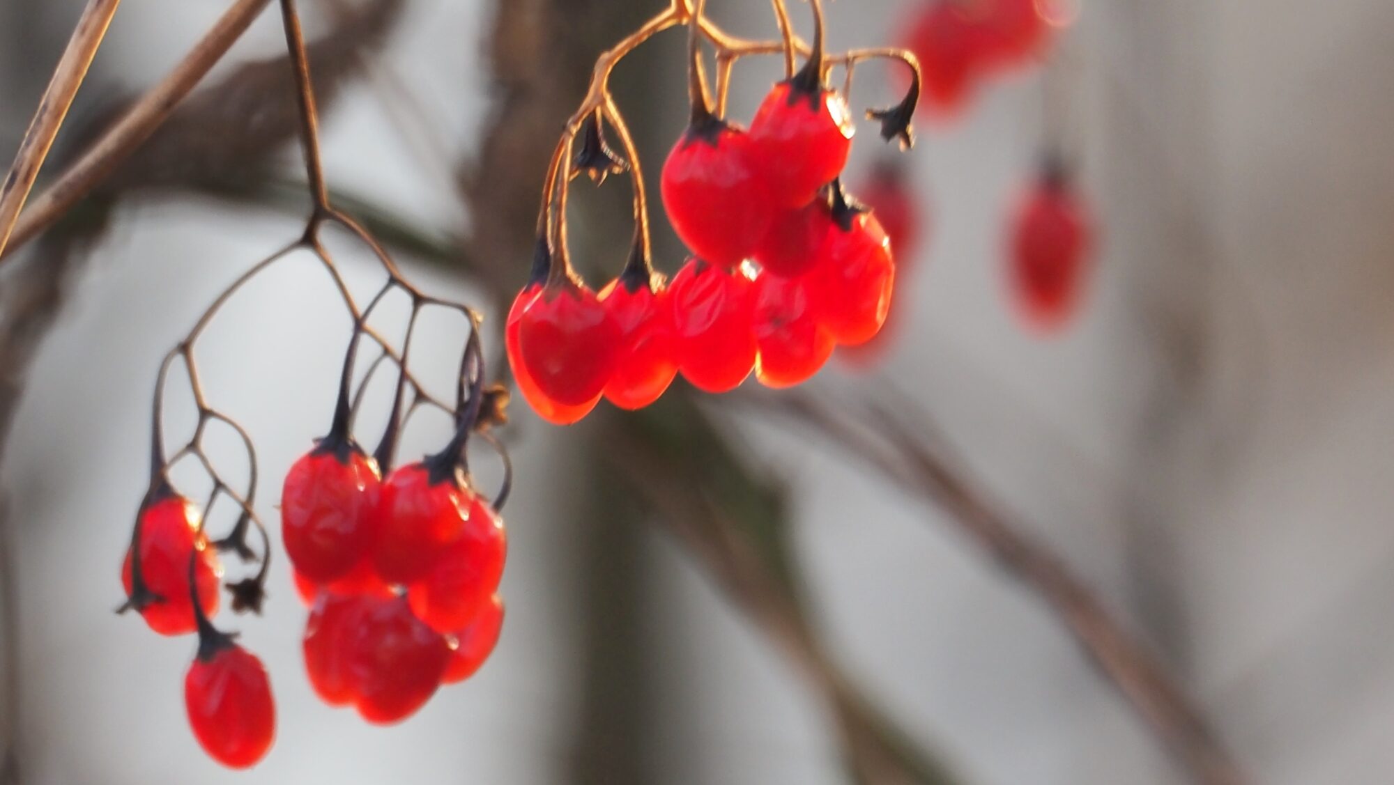 Valokuvaaja: Arja Valtonen