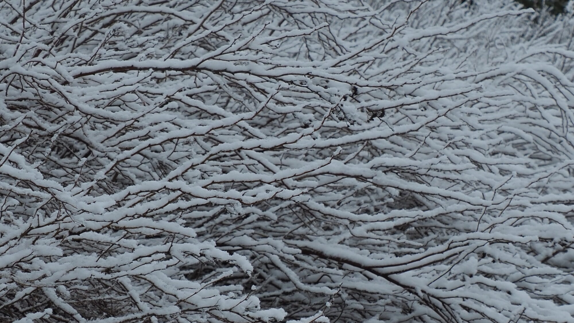 Valokuvaaja: Arja Valtonen