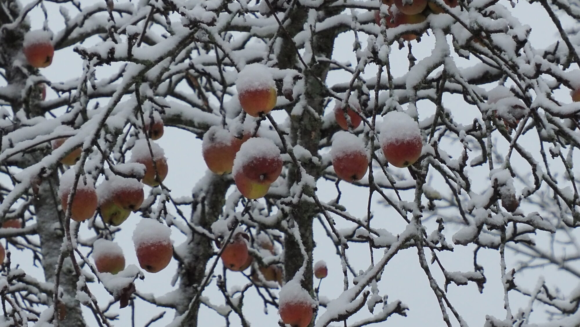 Valokuvaaja: Arja Valtonen Valokuvaaja: Arja Valtonen