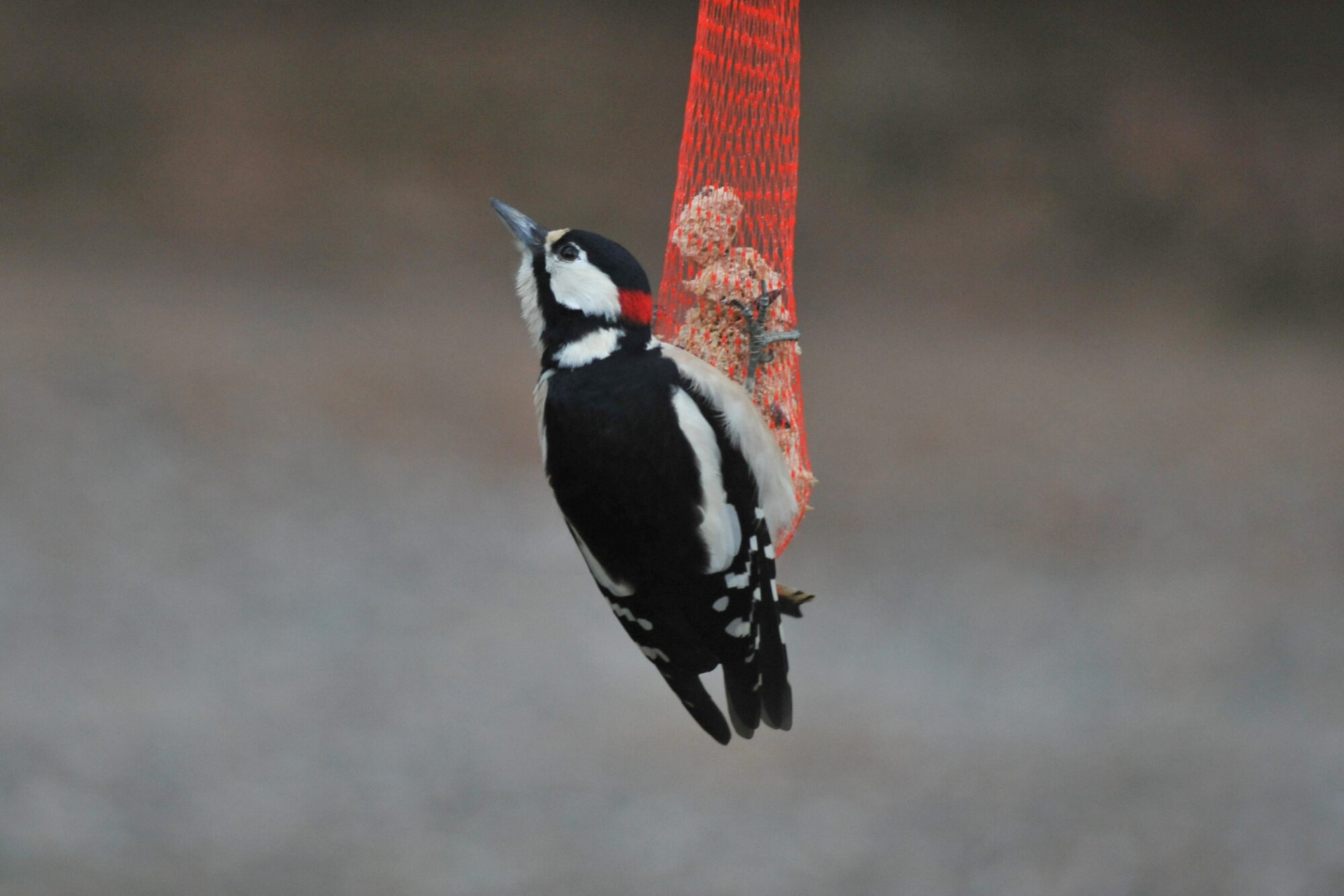 Valokuvaaja: Kaarlo Asikainen