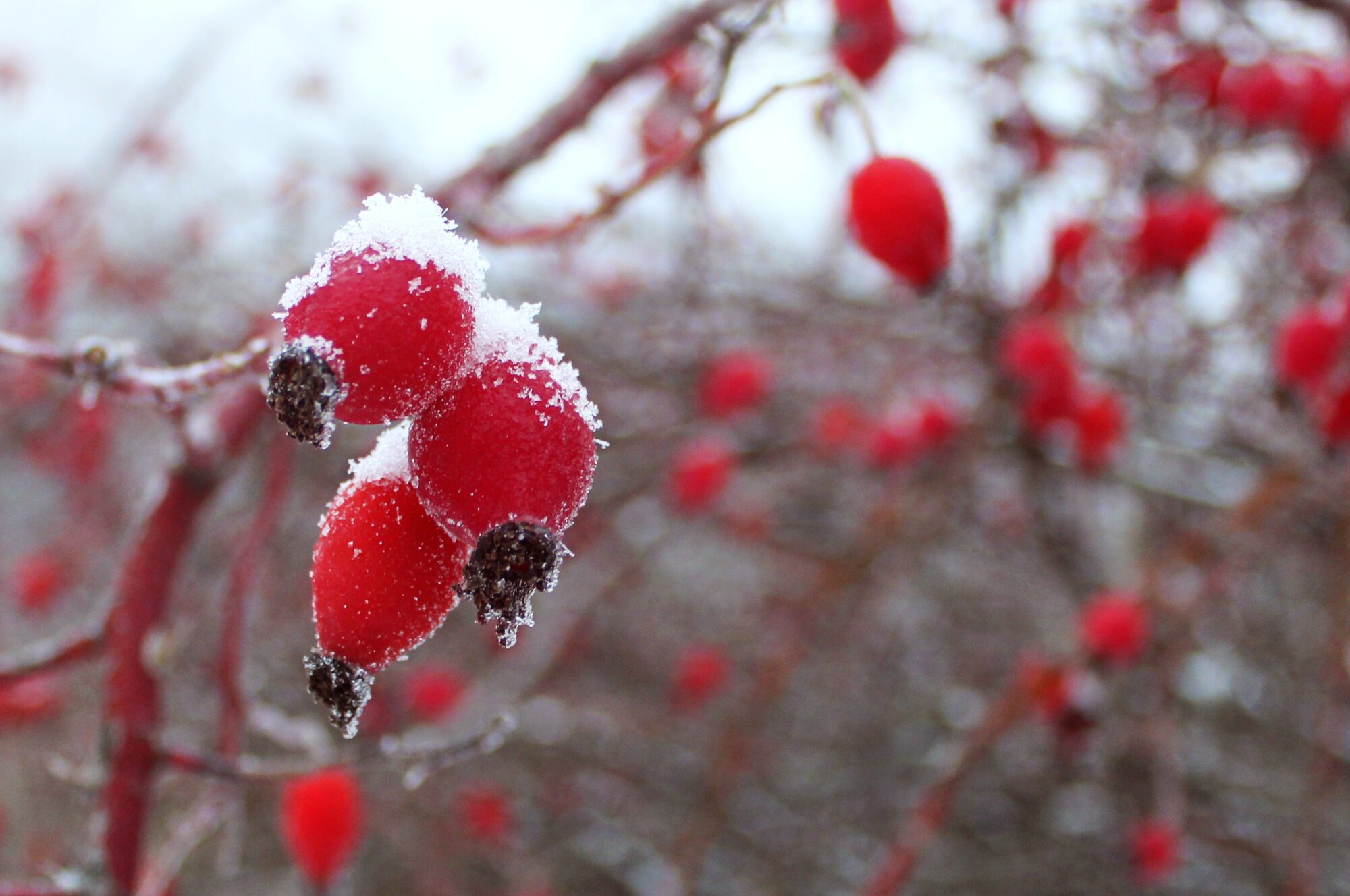 Valokuvaaja: Paula Savelius