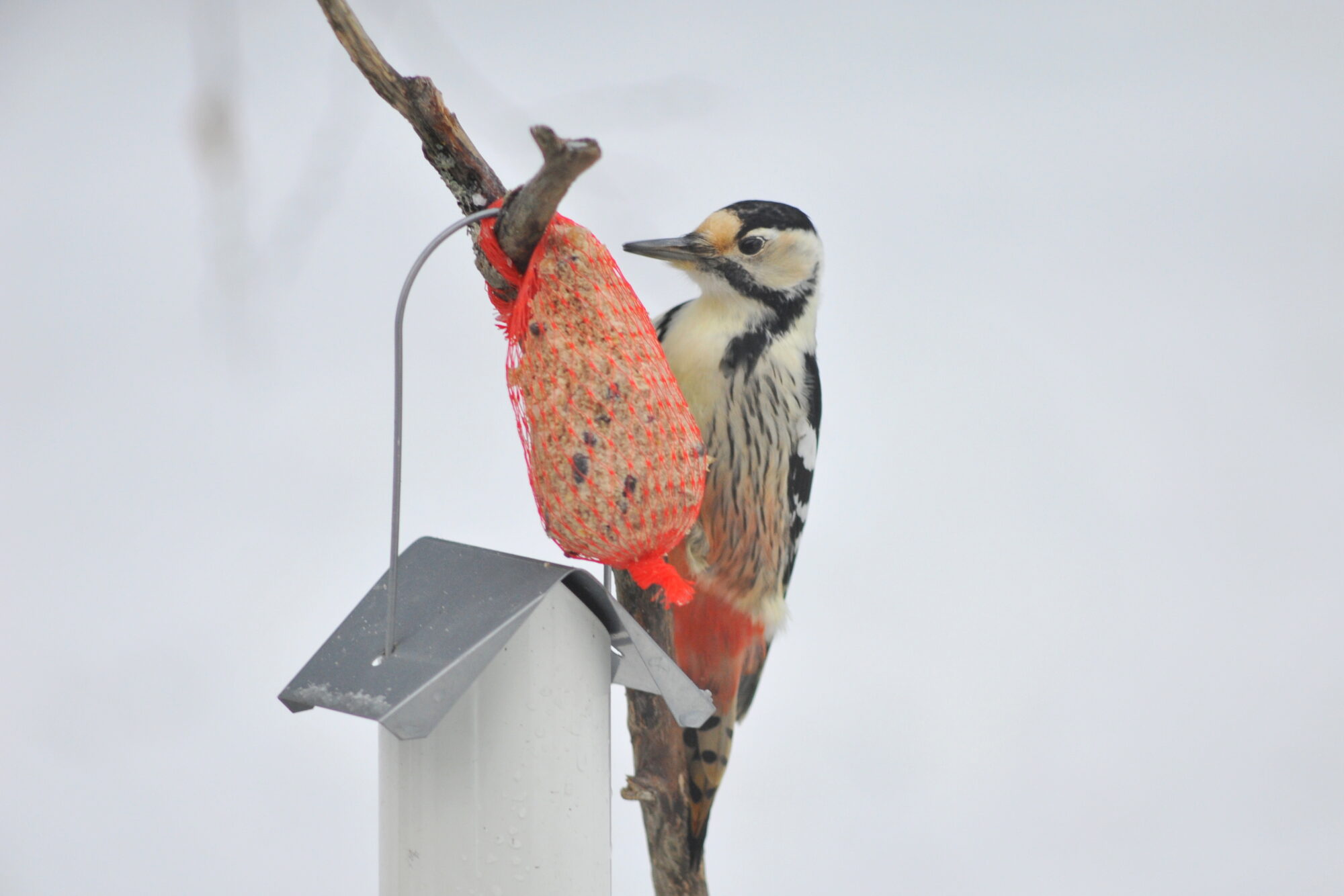 Valokuvaaja: Kaarlo Asikainen