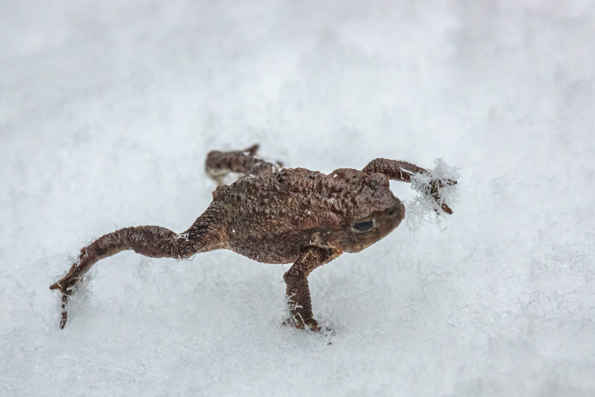 Valokuvaaja: Ari Kaarakainen Valokuvaaja: Ari Kaarakainen