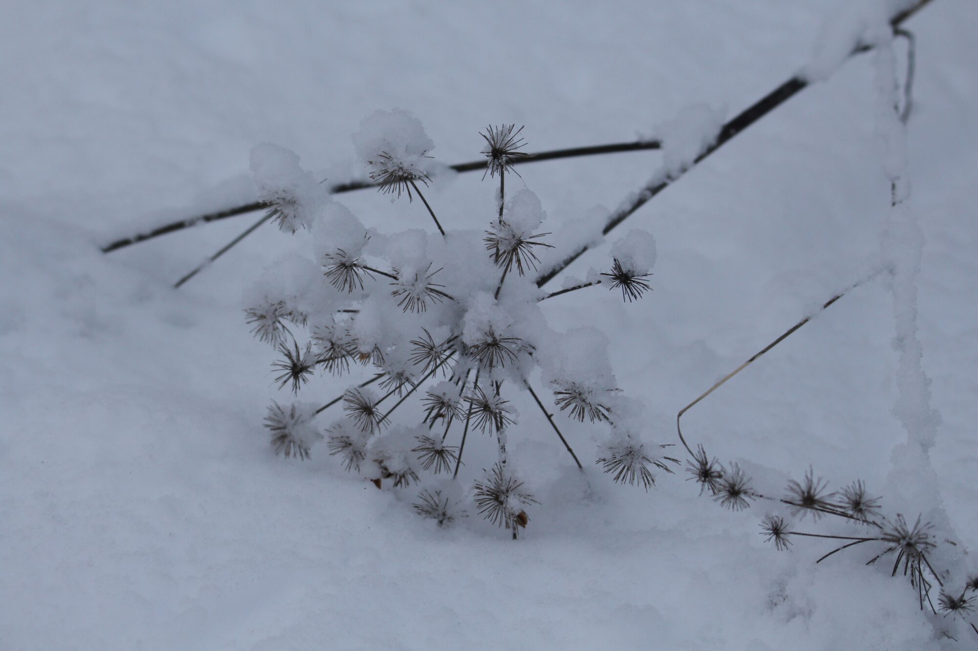 Valokuvaaja: Jaana Saarelainen