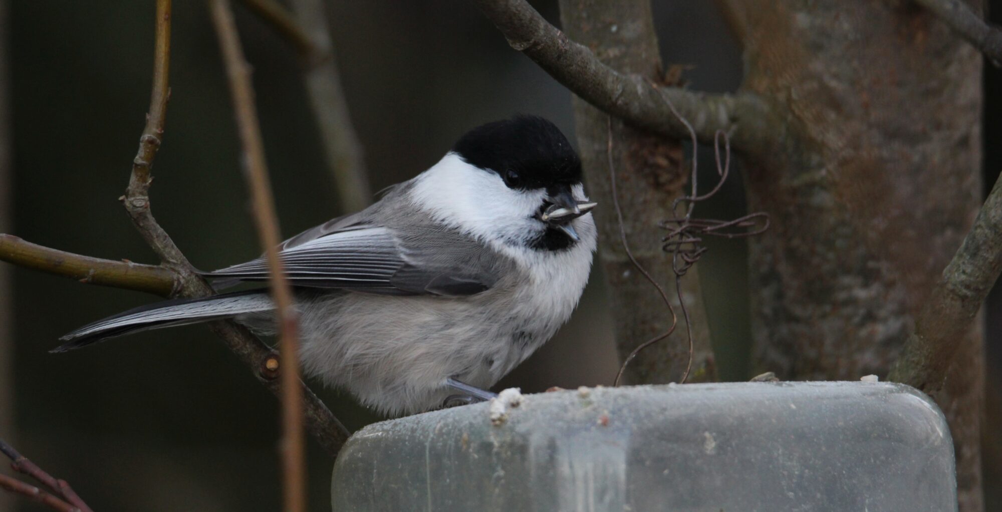 Valokuvaaja: Jaana Saarelainen