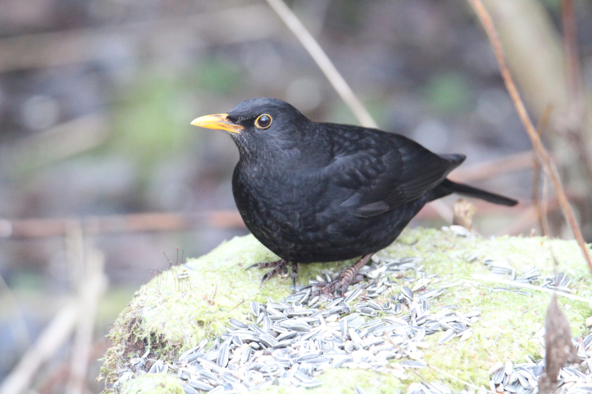 Valokuvaaja: Jaana Saarelainen