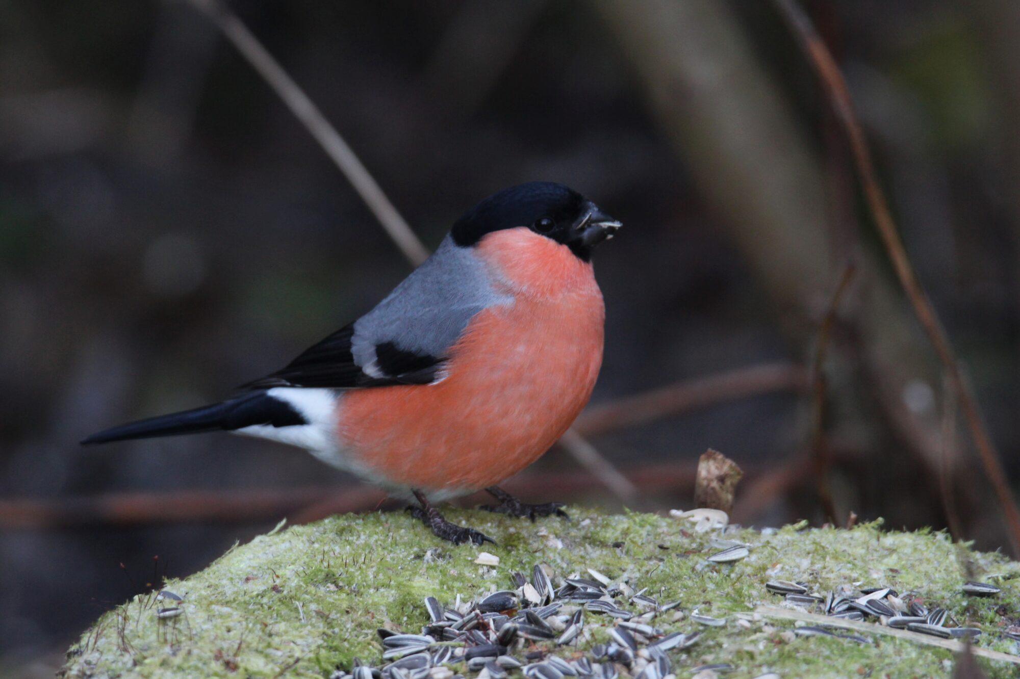 Valokuvaaja: Jaana Saarelainen