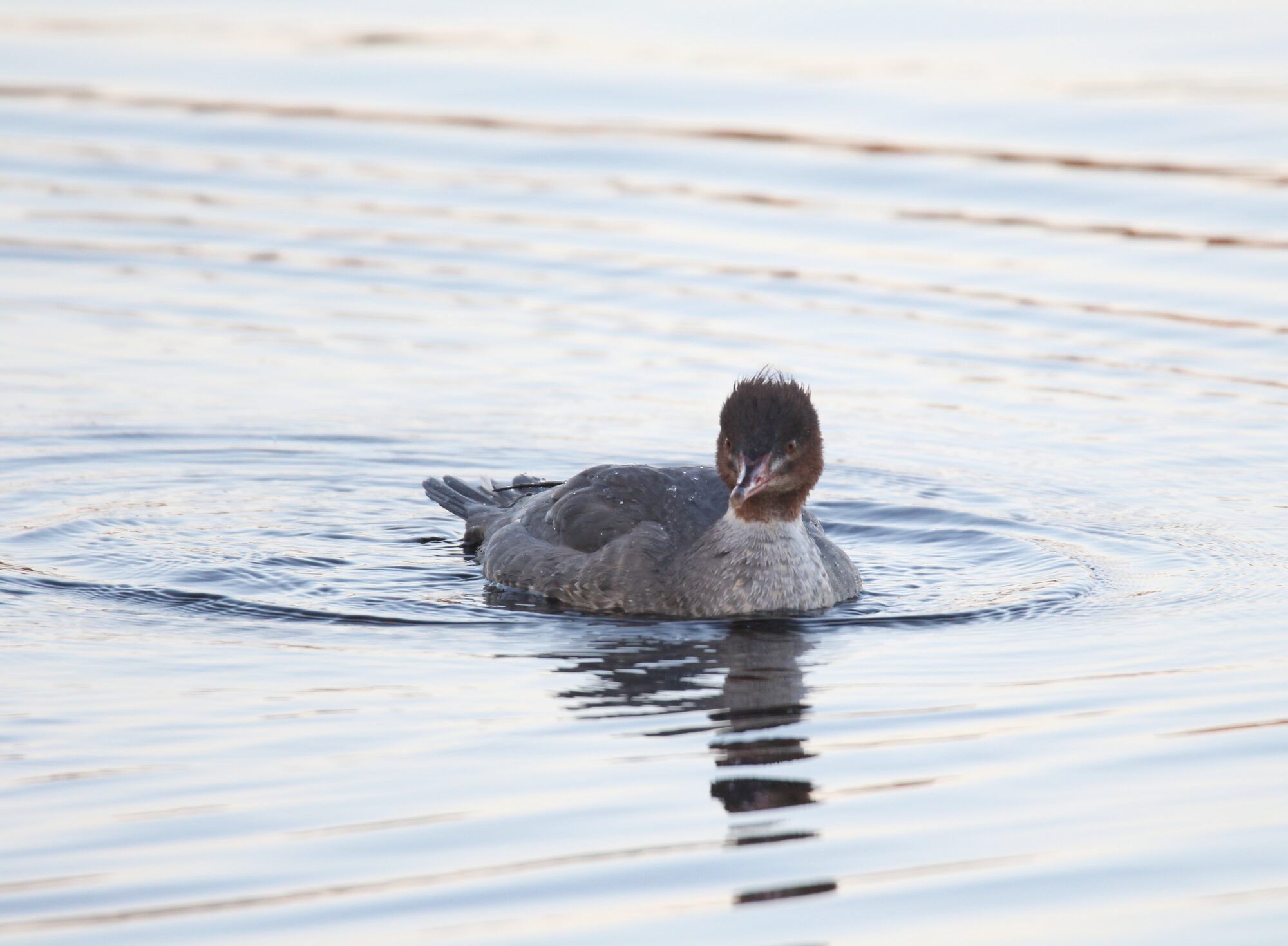 Valokuvaaja: Jaana Saarelainen