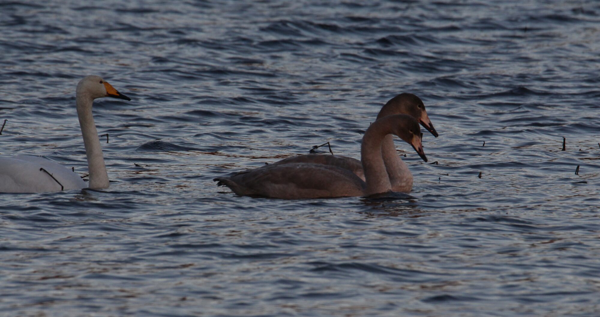 Valokuvaaja: Jaana Saarelainen