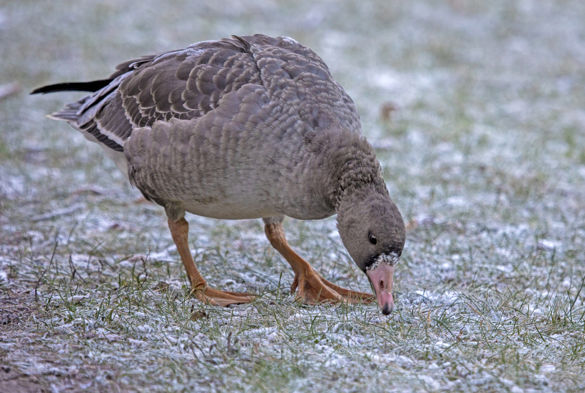 Valokuvaaja: Anna-Liisa Pirhonen