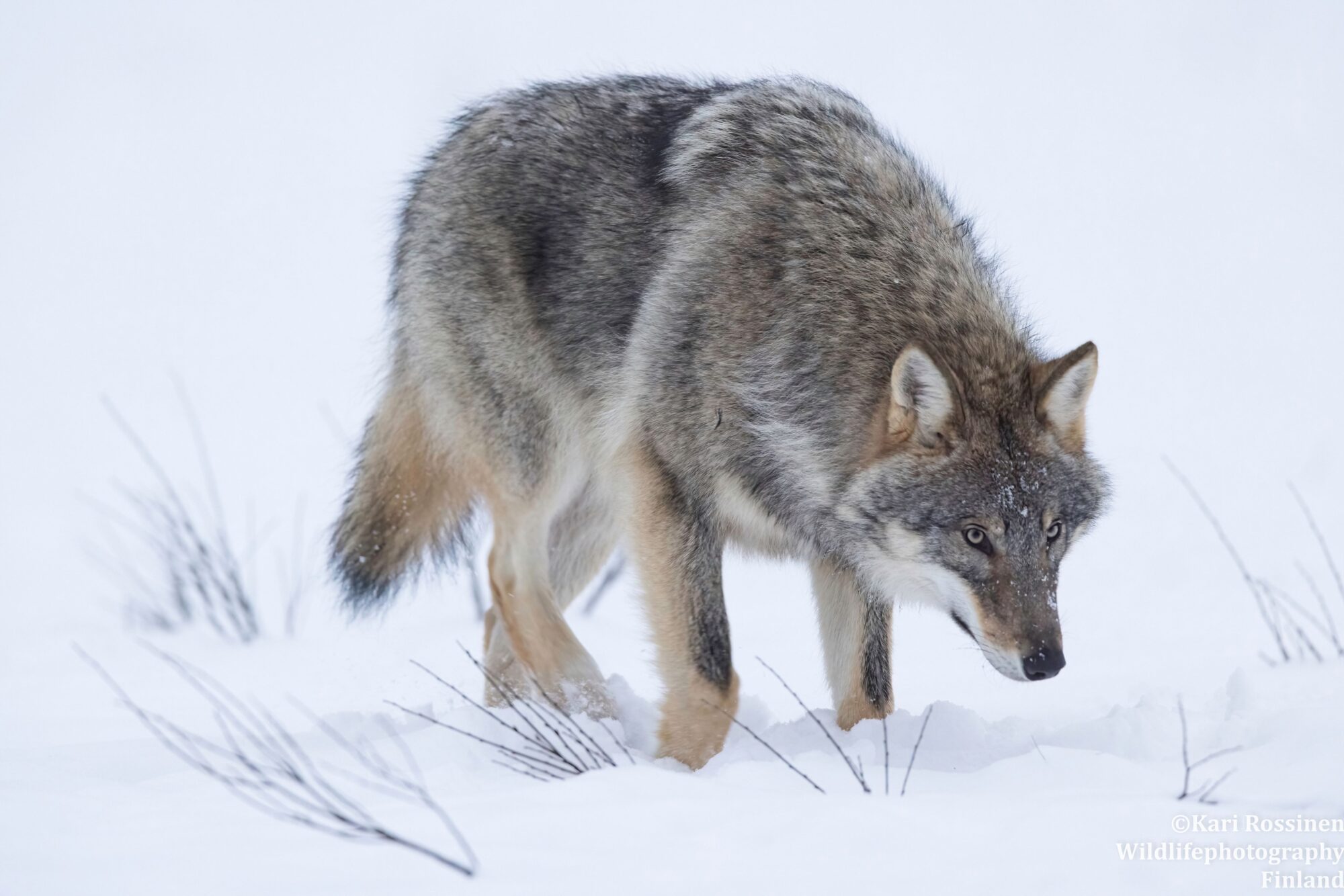 Valokuvaaja: Kari Rossinen