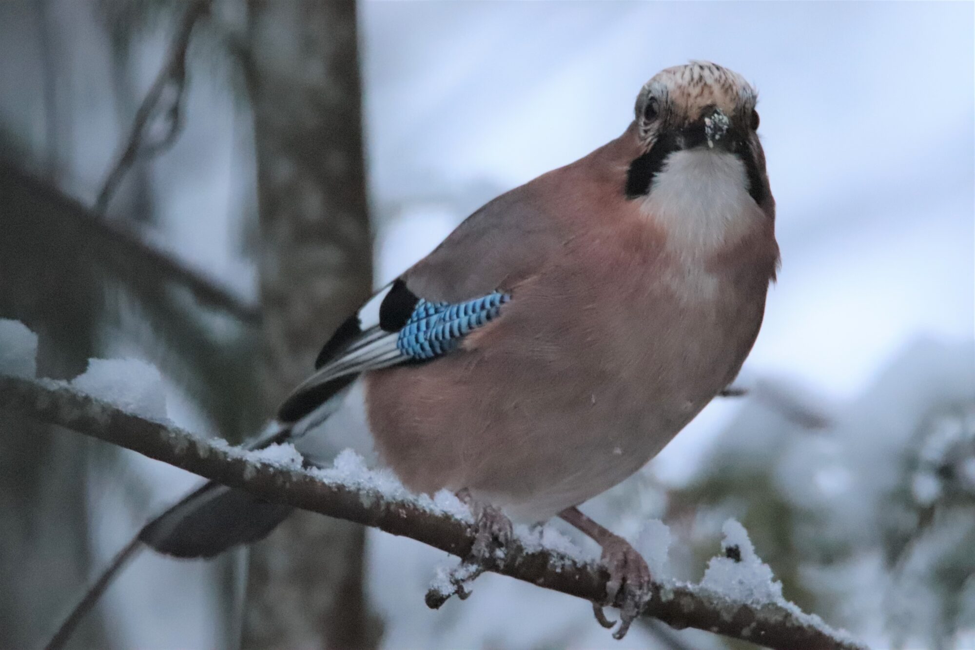 Valokuvaaja: Irja Lehtinen