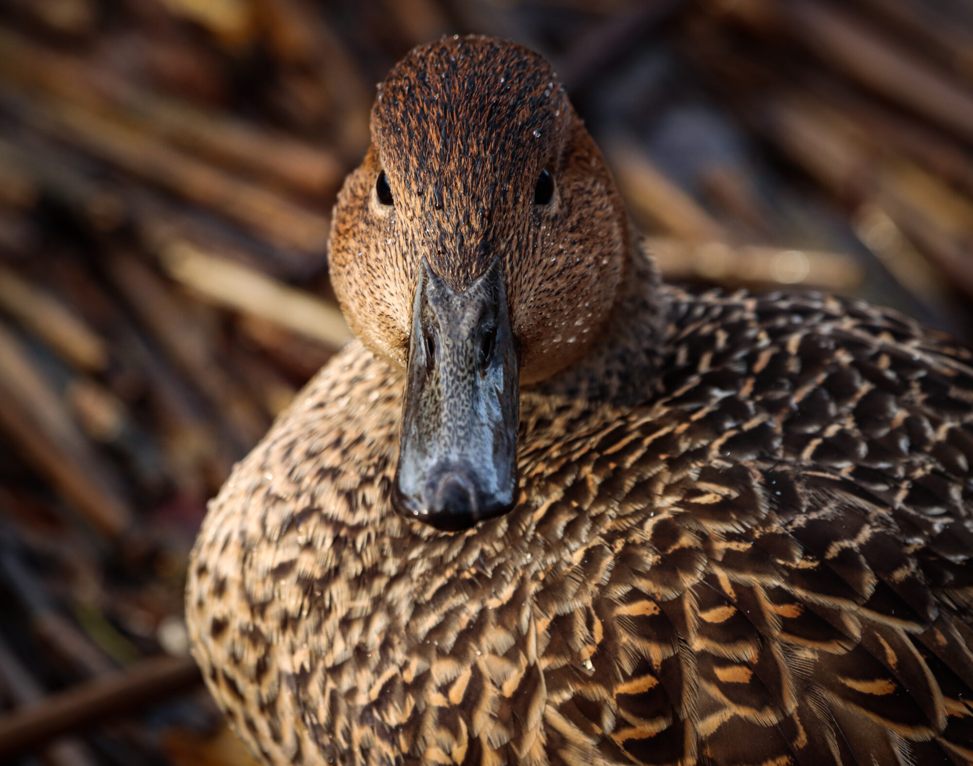 Valokuvaaja: Katariina Nurmi
